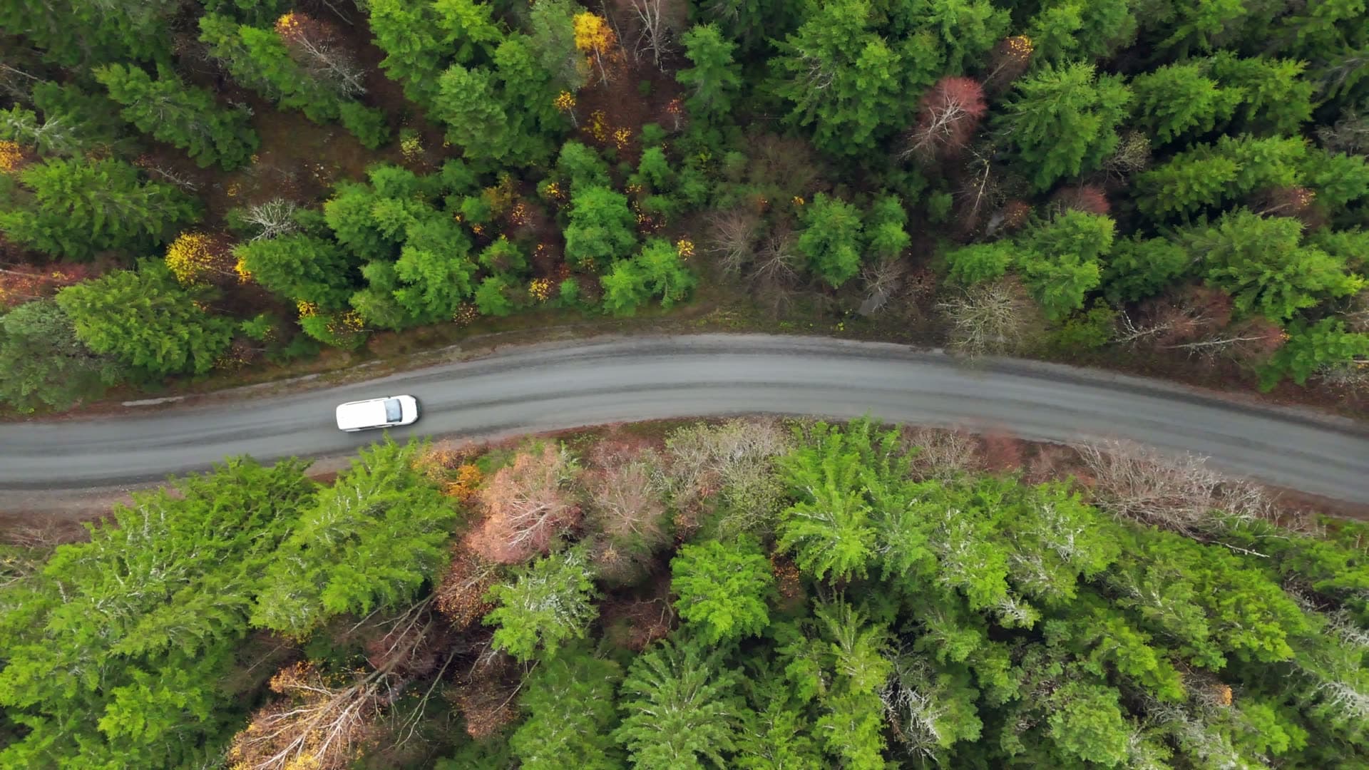 Vehicle on road and road through forest, Hallesby