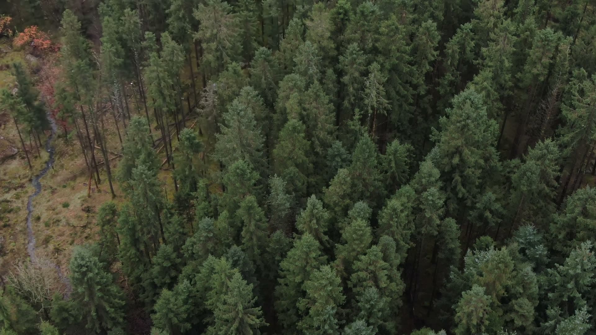 Dense coniferous forest aerial view, Ingvaldstad