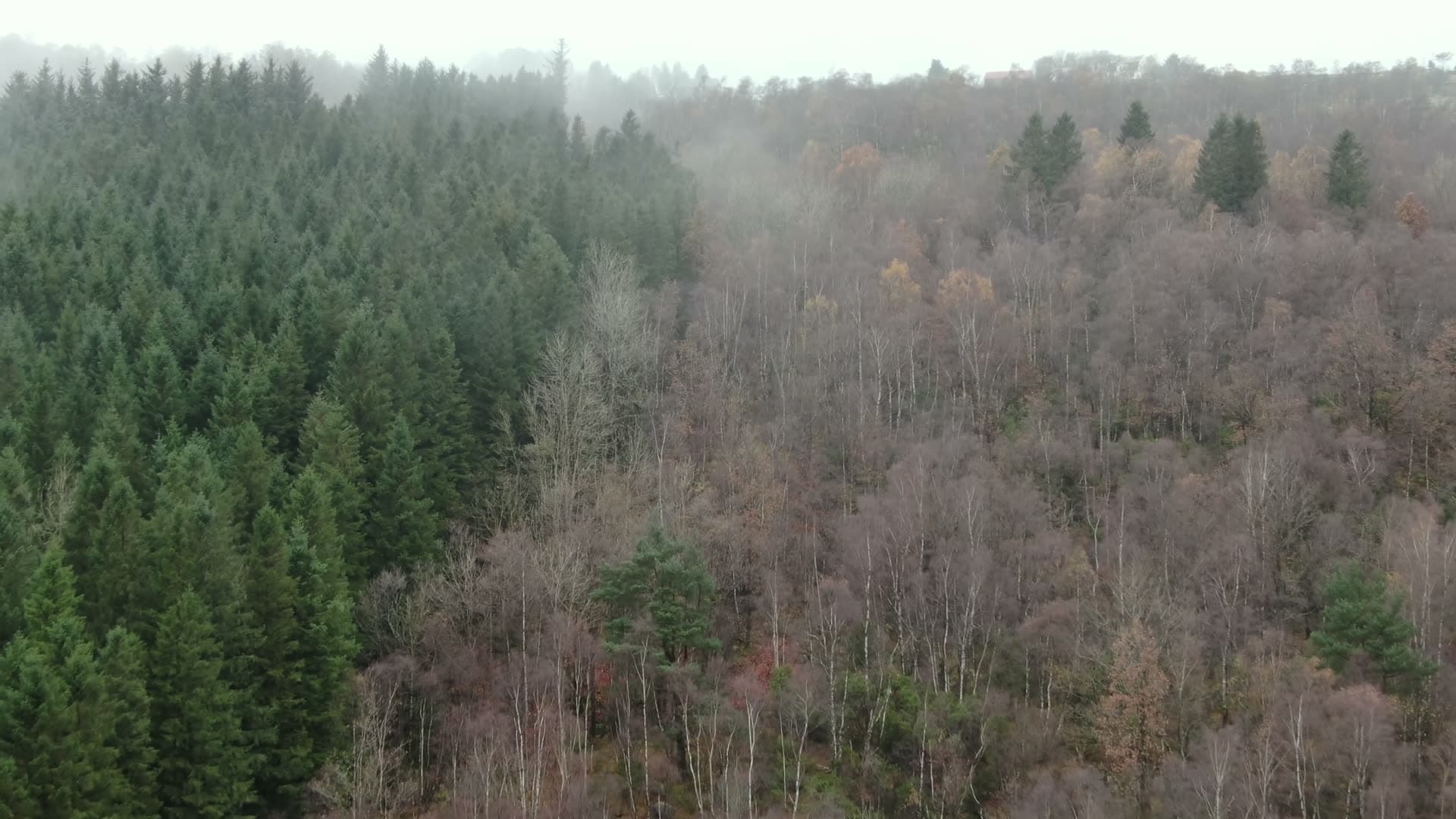 Mixed coniferous and deciduous forest landscape, Ingvaldstad