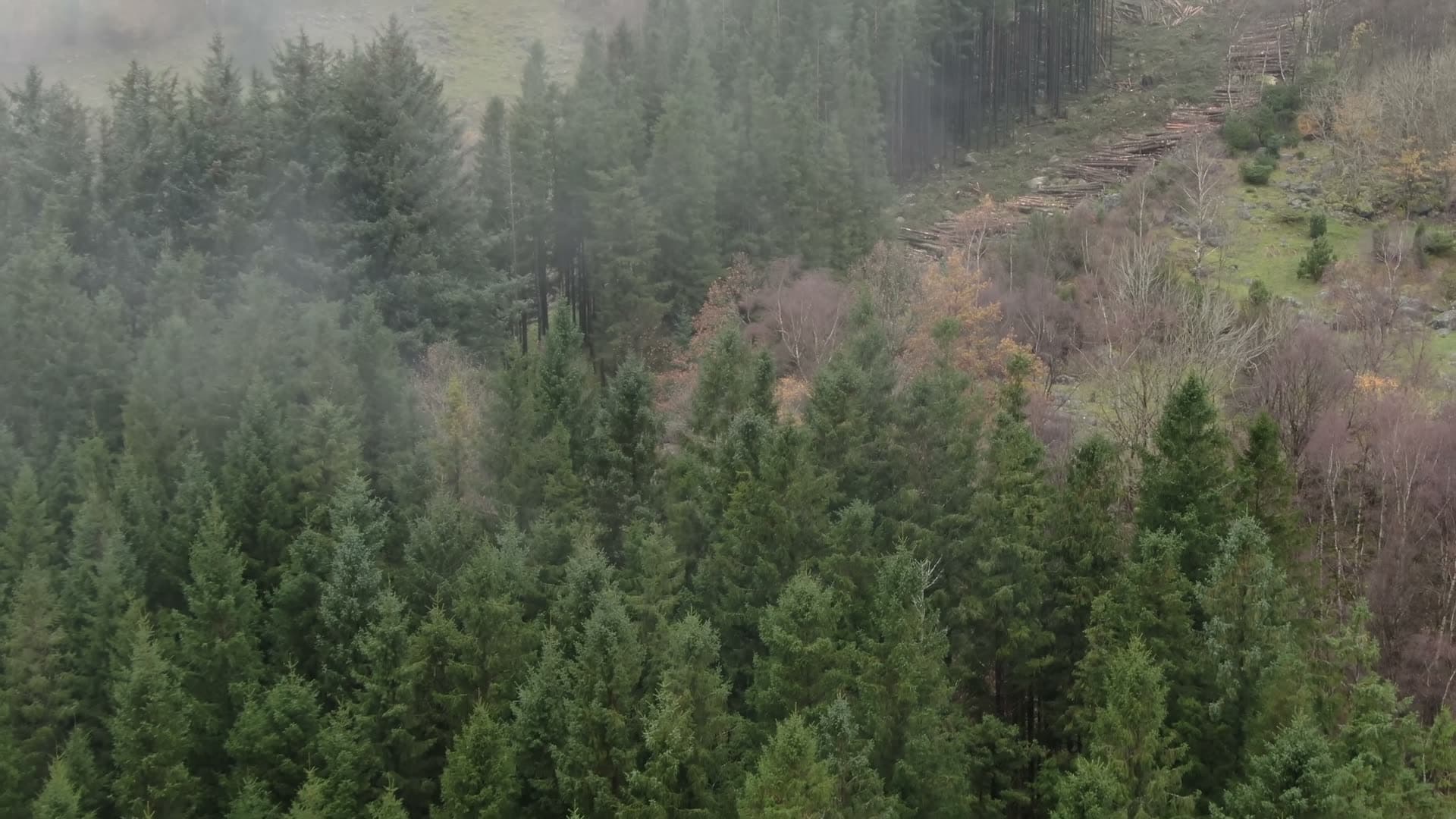 Logged mountainside forest slope, Ingvaldstad