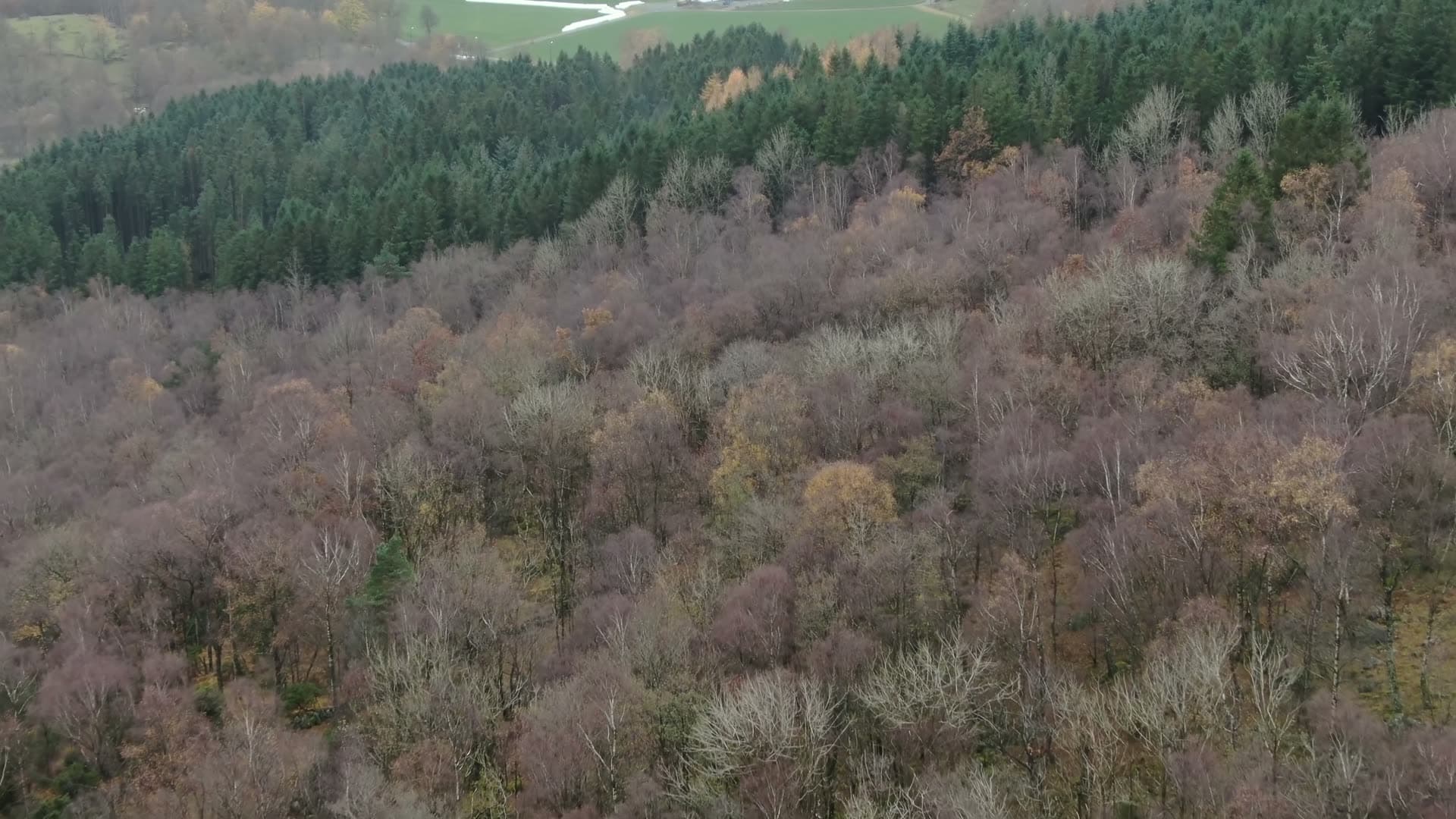 Mixed forest with deciduous and coniferous trees, Ingvaldstad