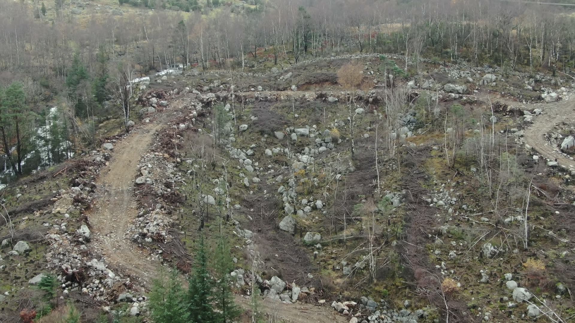 Burned forest hillside with forest regeneration, Ingvaldstad
