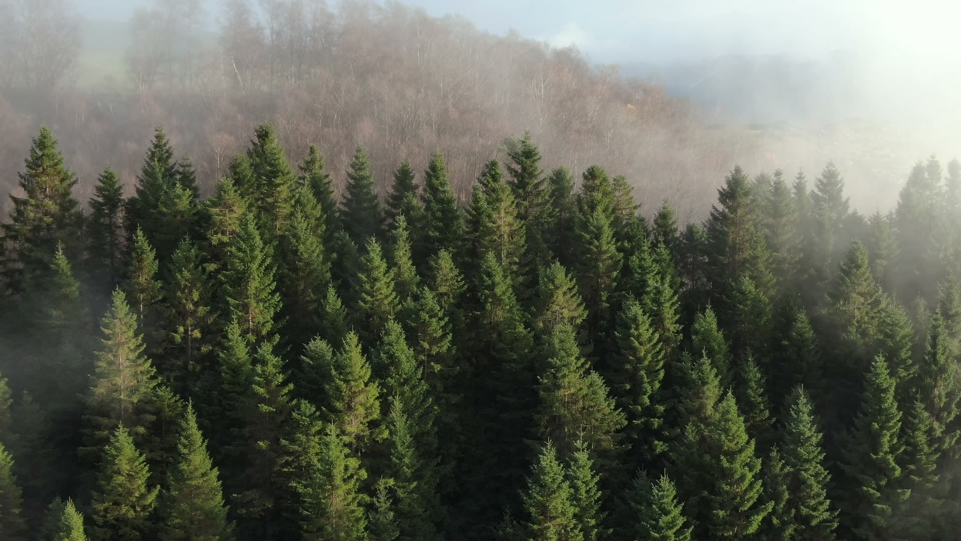 Misty coniferous forest with fog, Ingvaldstad