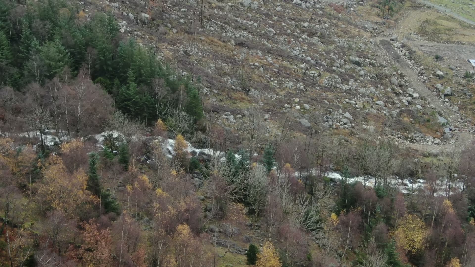 Mountain forest in late autumn, Ingvaldstad