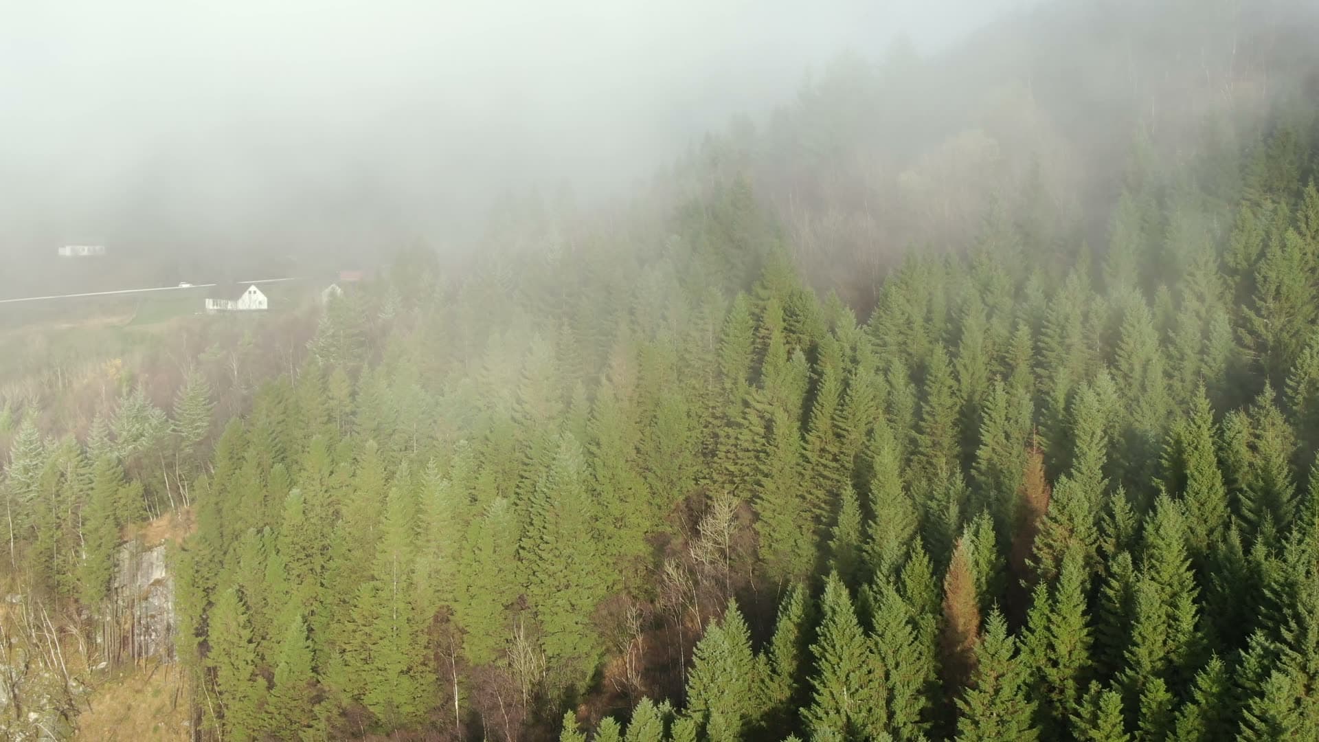 Dense coniferous forest in thick fog, Ingvaldstad