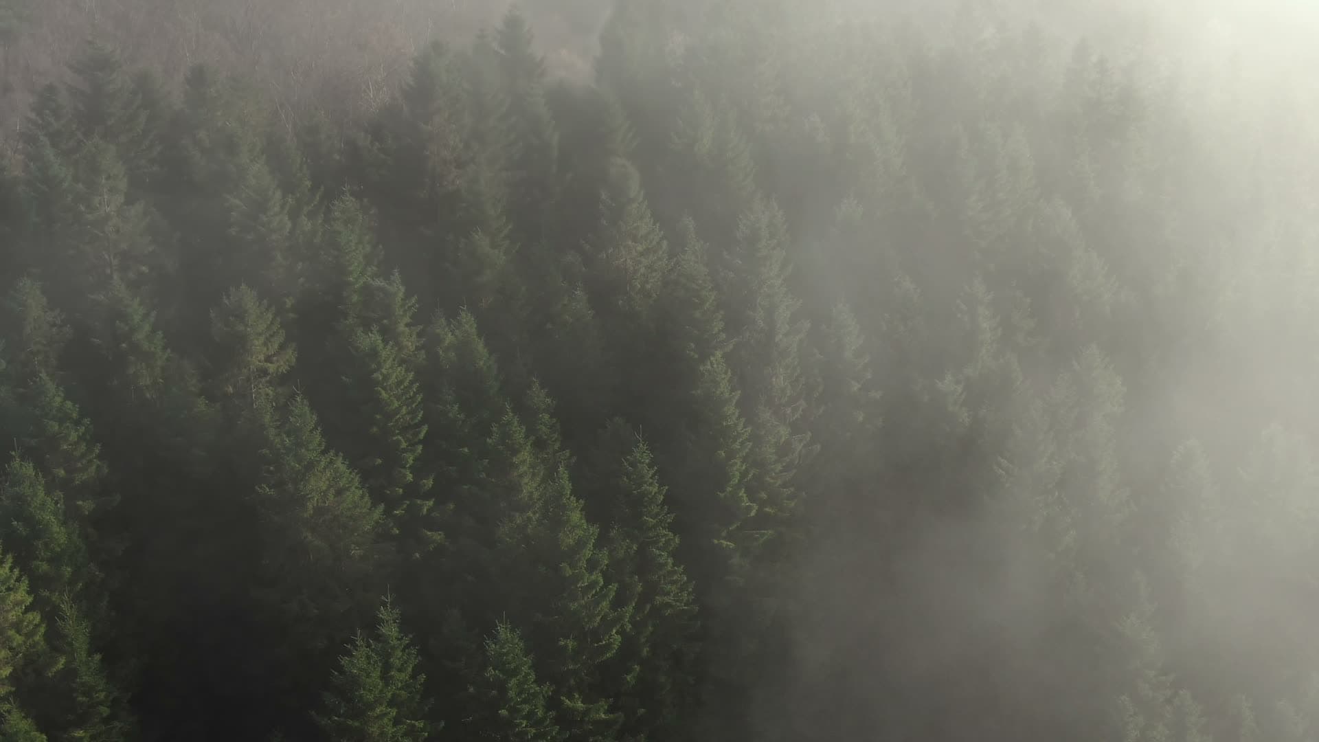 Dense misty coniferous forest, Ingvaldstad