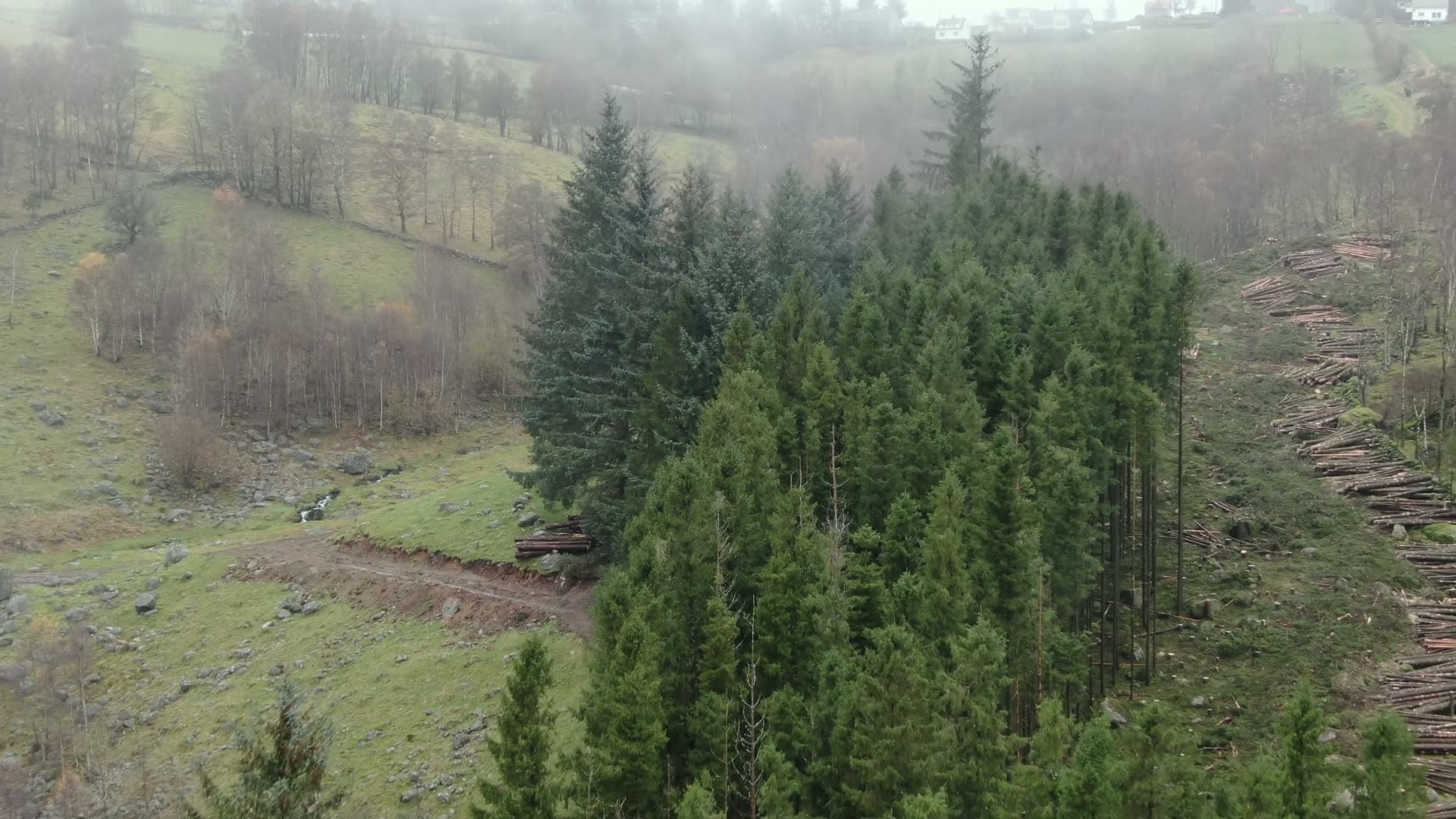 Coniferous forest with timber harvesting, Ingvaldstad