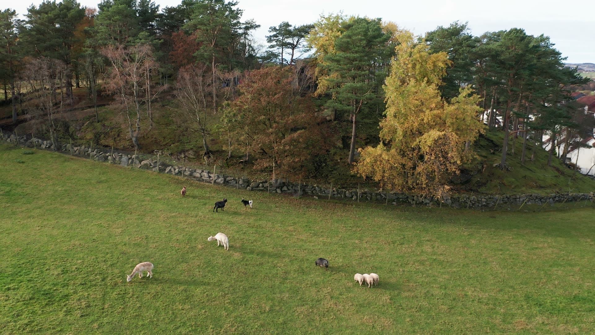 Gausel fritidsgård, Sheep grazing in pastoral hillside field, Godeset
