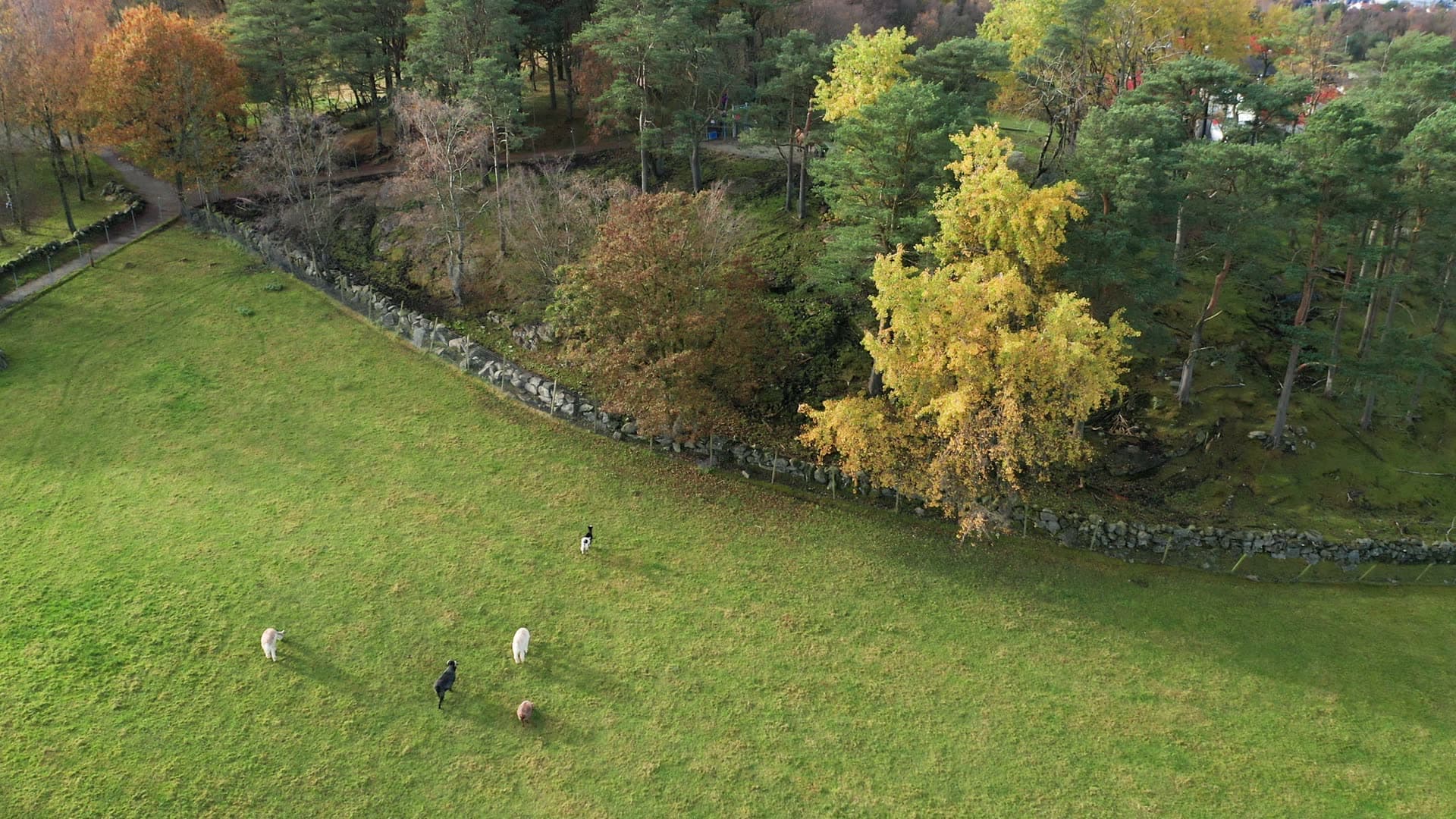 Gausel fritidsgård, People and sheep in pastoral meadow, Godeset