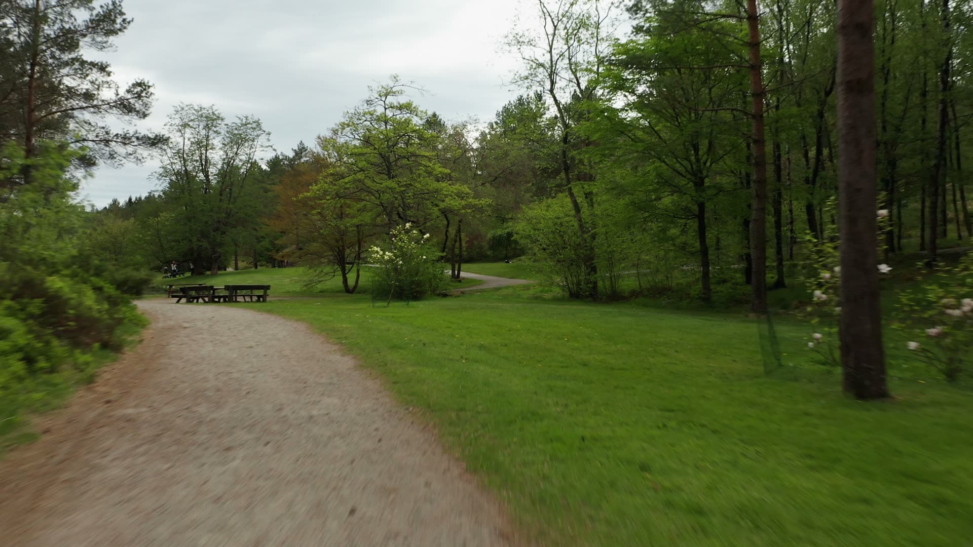 Winding park path through forest, Rogaland Arboret