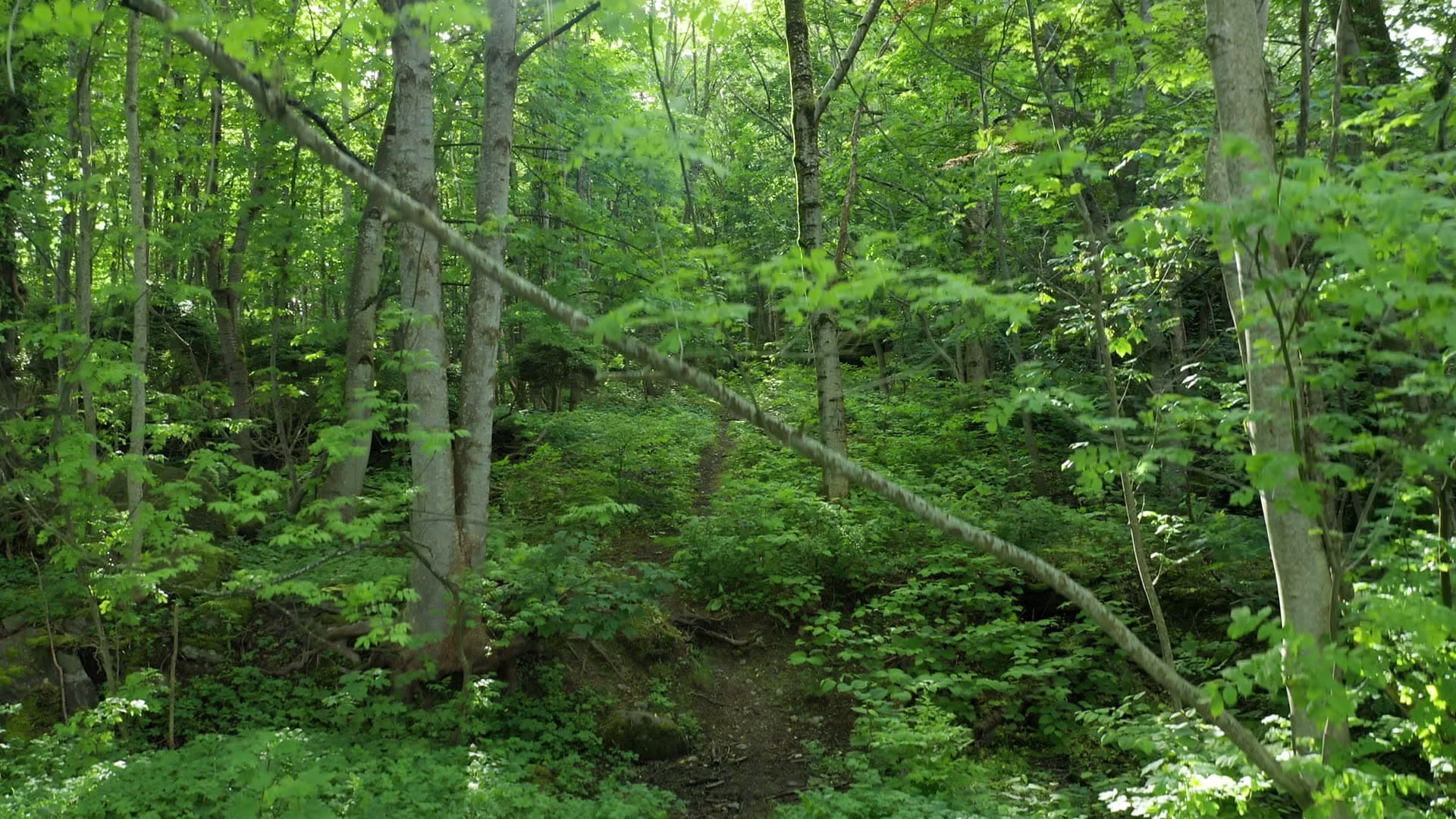 Lush forest with flowing stream and dappled light, Lervig
