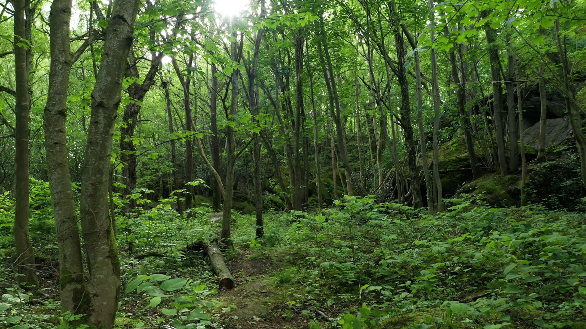 Dense forest trail with lush undergrowth, Lervig