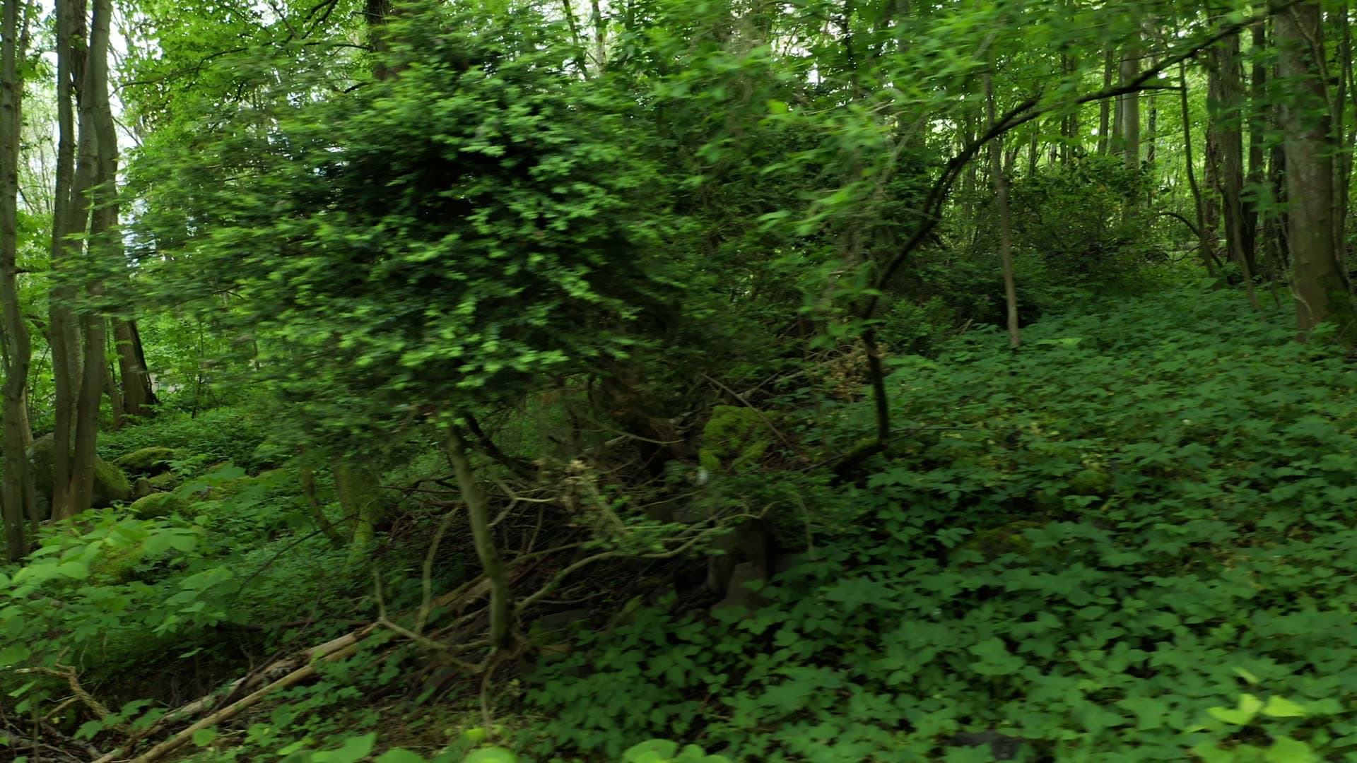 Dense woodland forest with undergrowth and fallen logs, Lervig