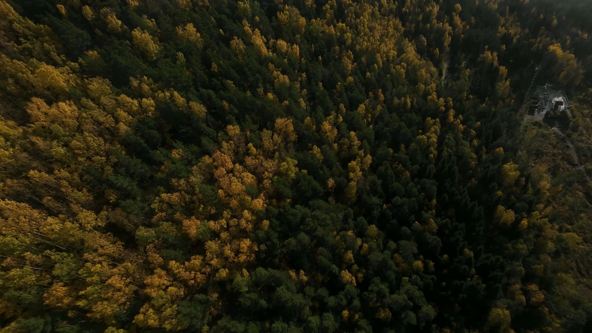 Mixed alpine forest in autumn, Sandane