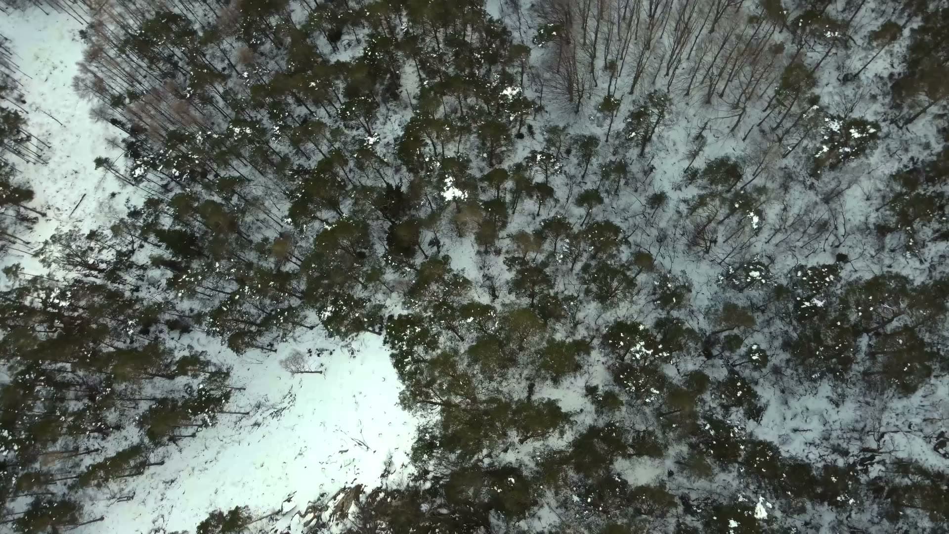 Snow-covered boreal forest canopy, Fyllingsdalen