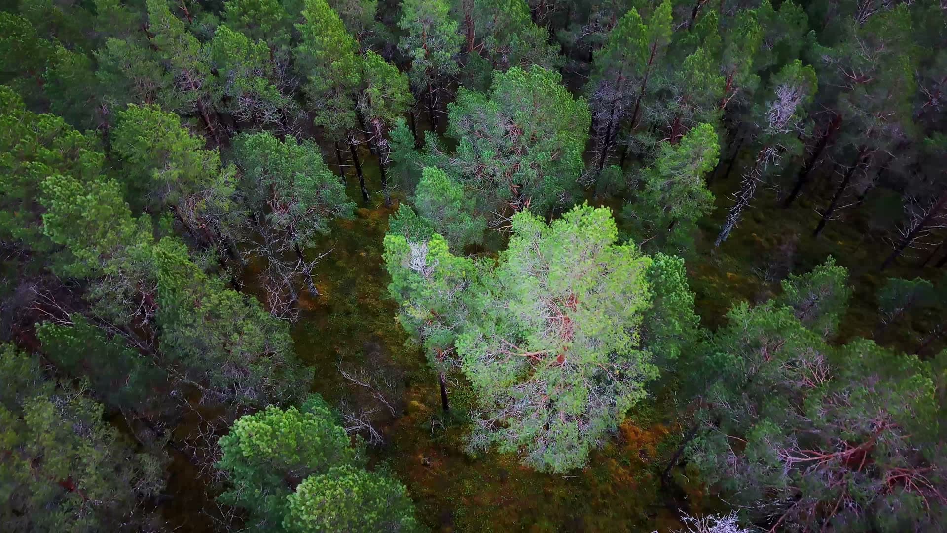 Mixed forest with flowing woodland stream, Kvarv i Sørfold