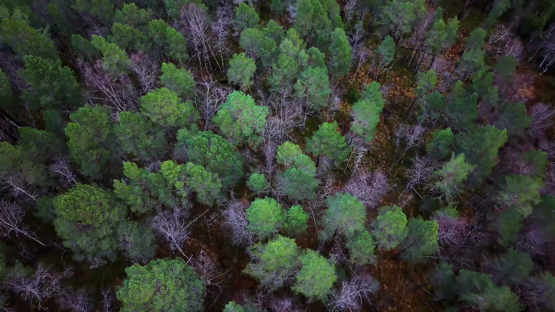 Mixed forest canopy aerial view, Kvarv i Sørfold