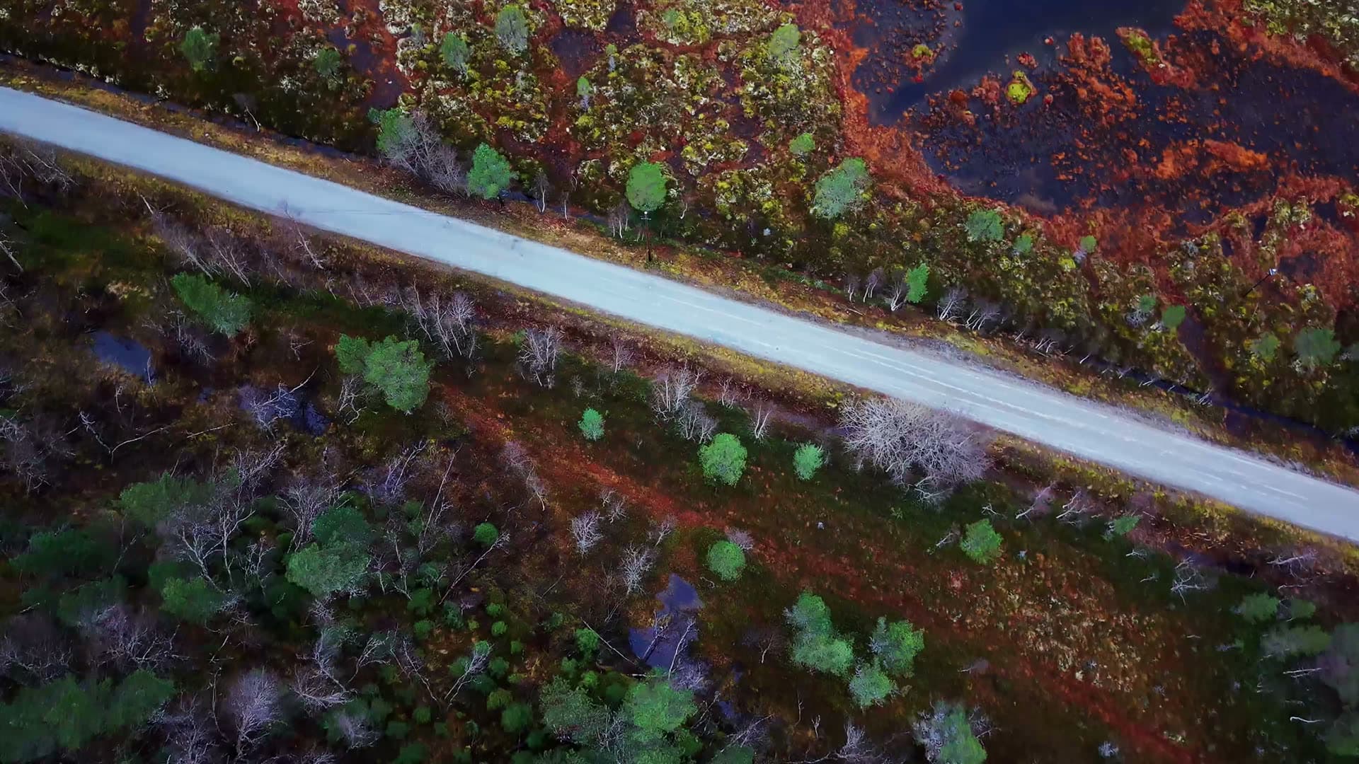Forest road through boreal woodland with wetlands, Kvarv i Sørfold