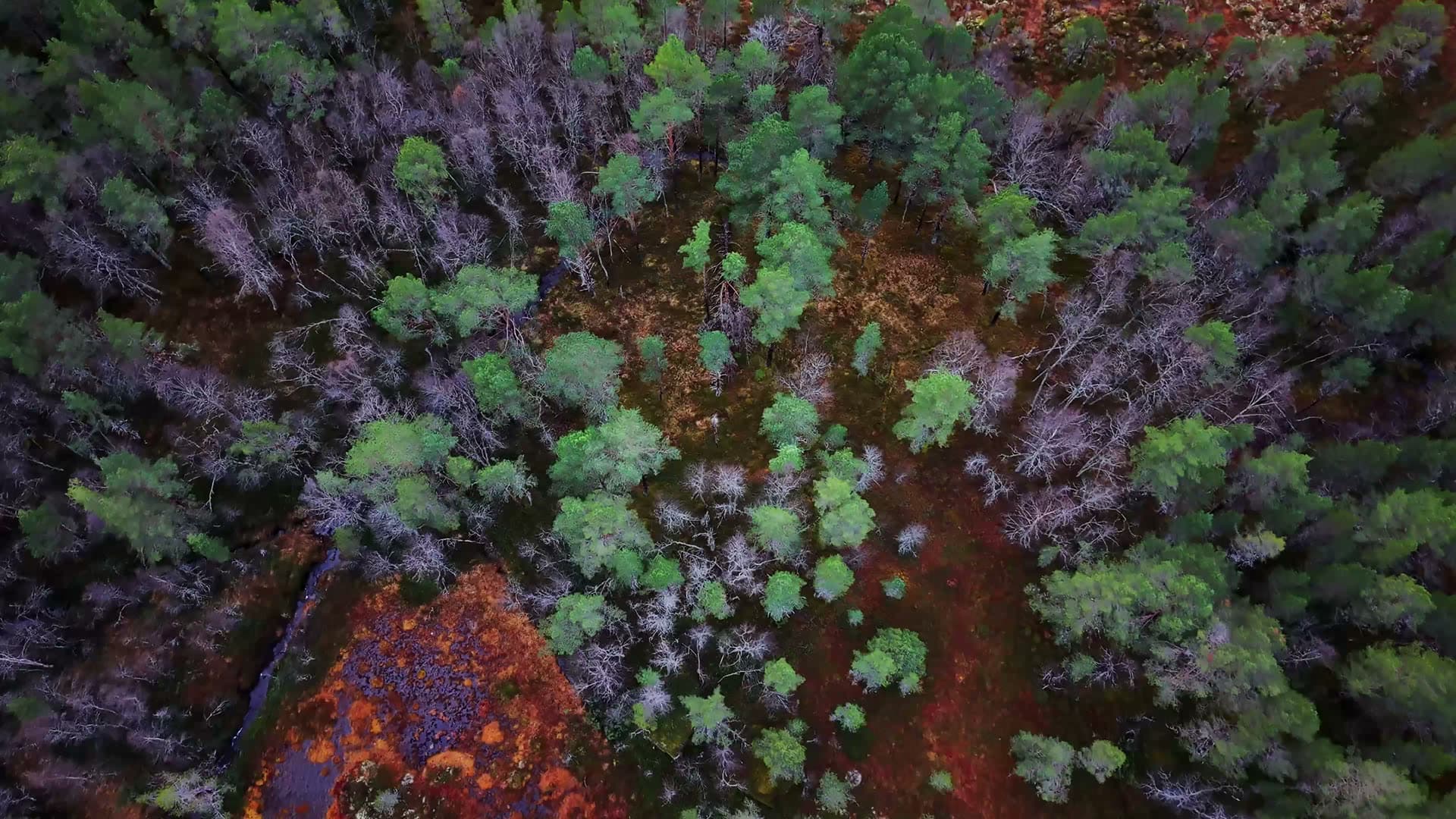 Mixed forest with red mineral deposits from above, Kvarv i Sørfold