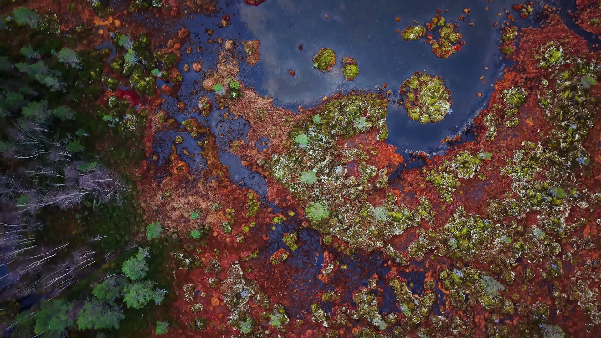 Boreal forest peatland with scattered trees, Kvarv i Sørfold