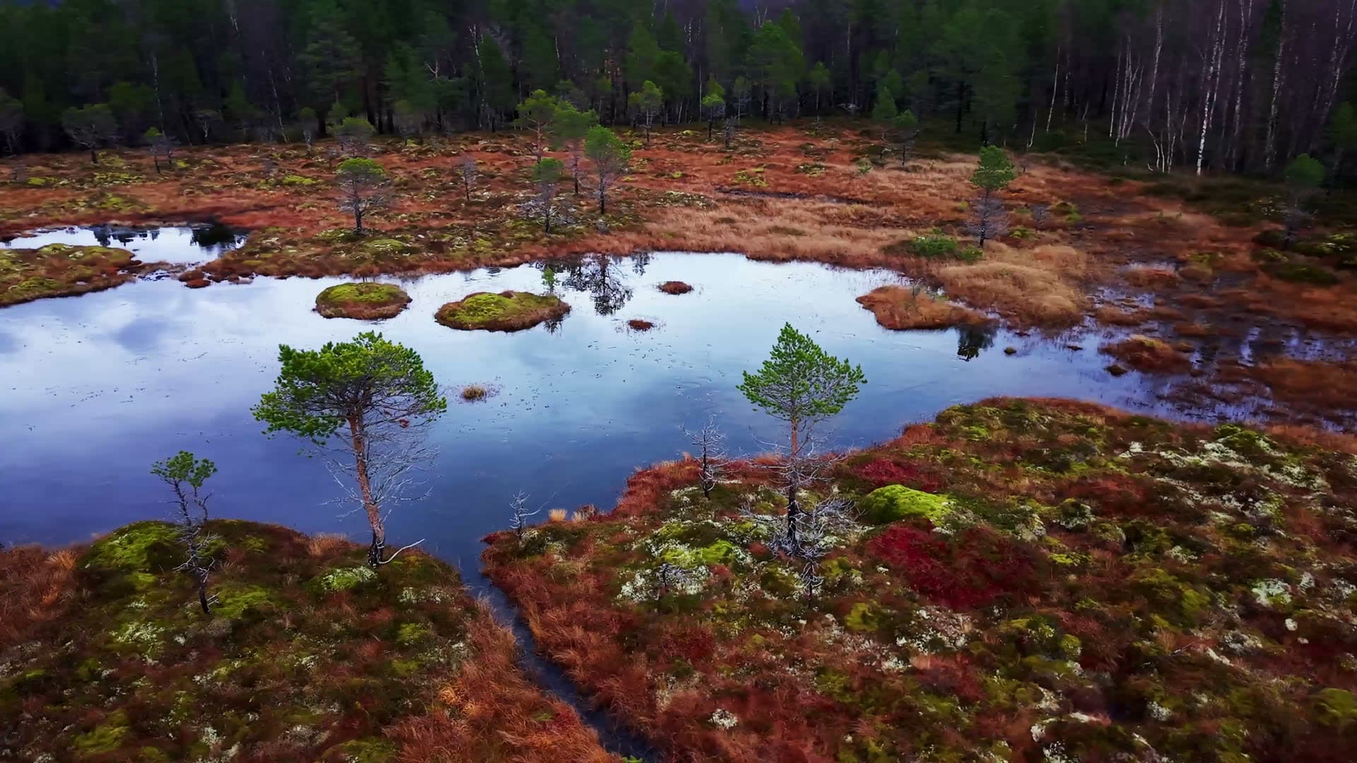 Bog landscape with scattered ponds and pine trees, Kvarv i Sørfold