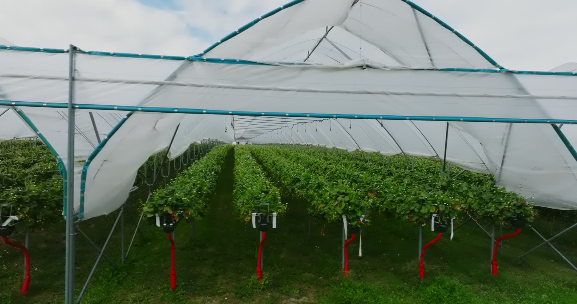 Raised strawberry rows under polytunnel, Fevik, Norway