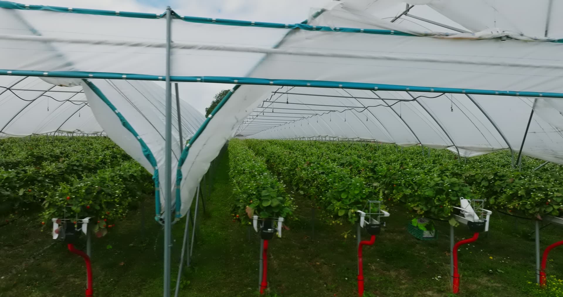 Raised strawberry rows inside polytunnel, Fevik, Norway