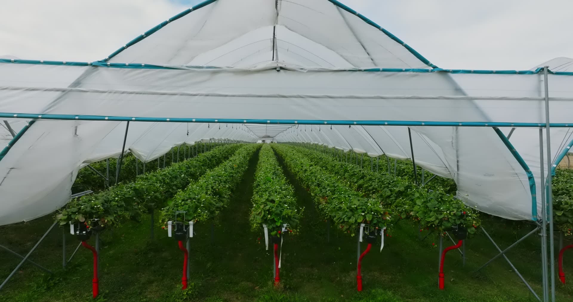 Flying into a strawberry polytunnel, Fevik, Norway