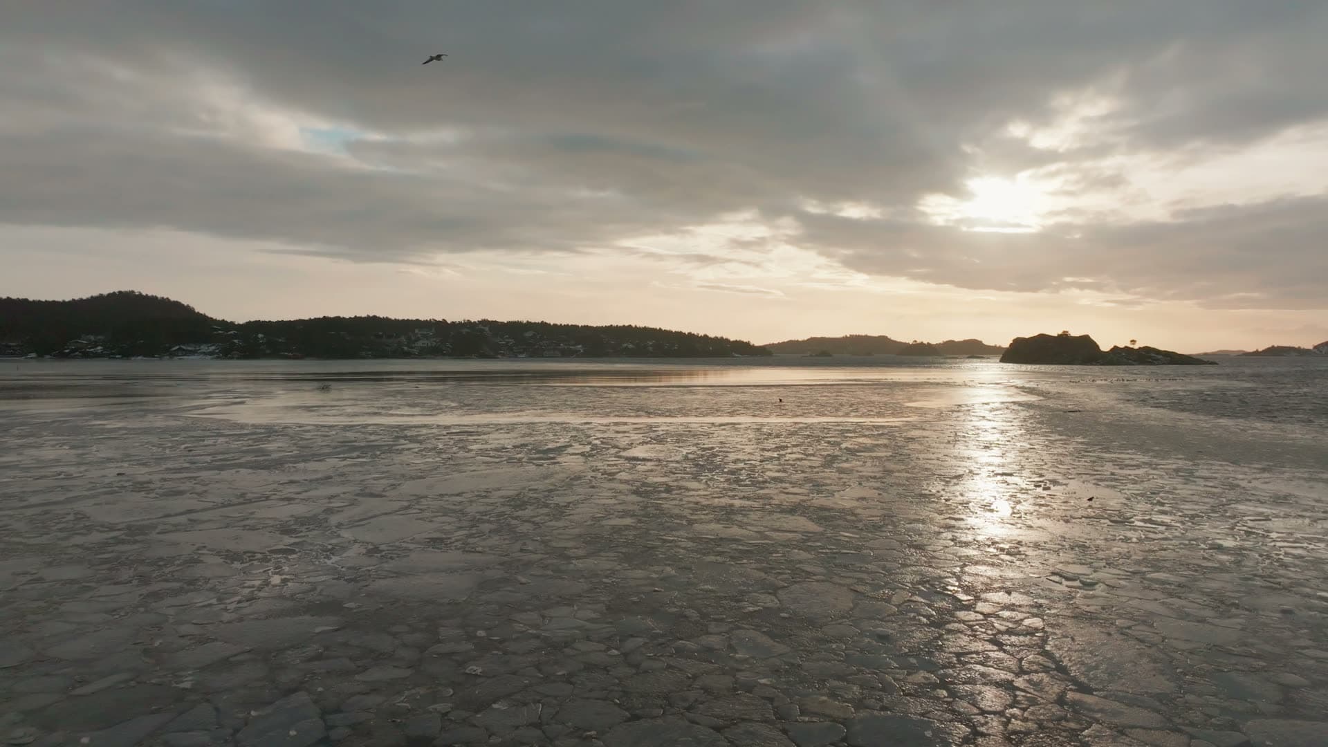 Gull over cracked sea ice at low sun, Høllen, Norway