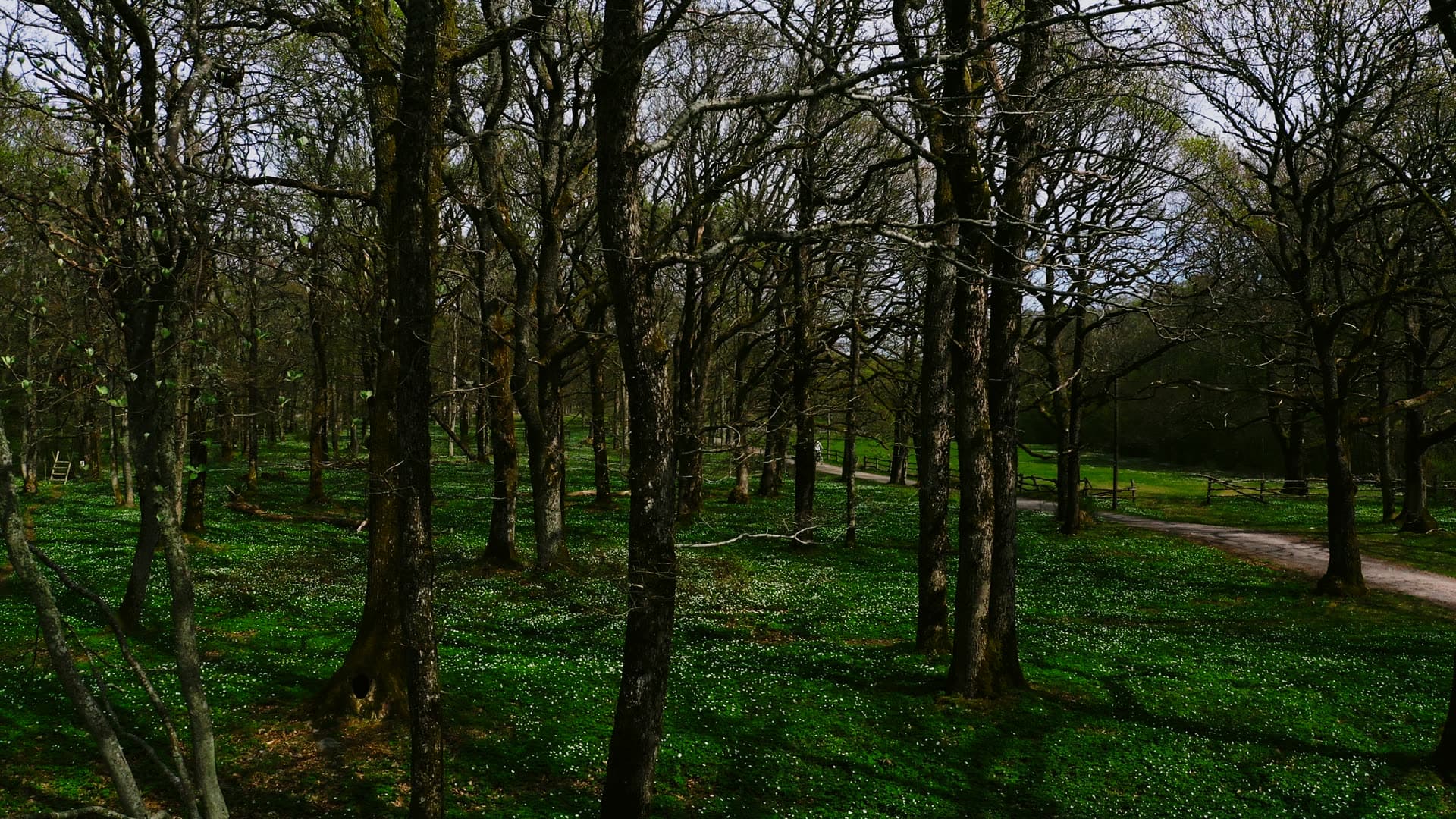 Bare oak grove over white anemone floor, Jomfruland, Norway