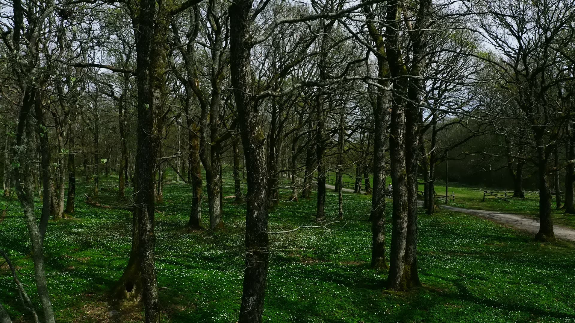 Cyclist on gravel path through oak wood in anemone bloom, Jomfruland, Norway