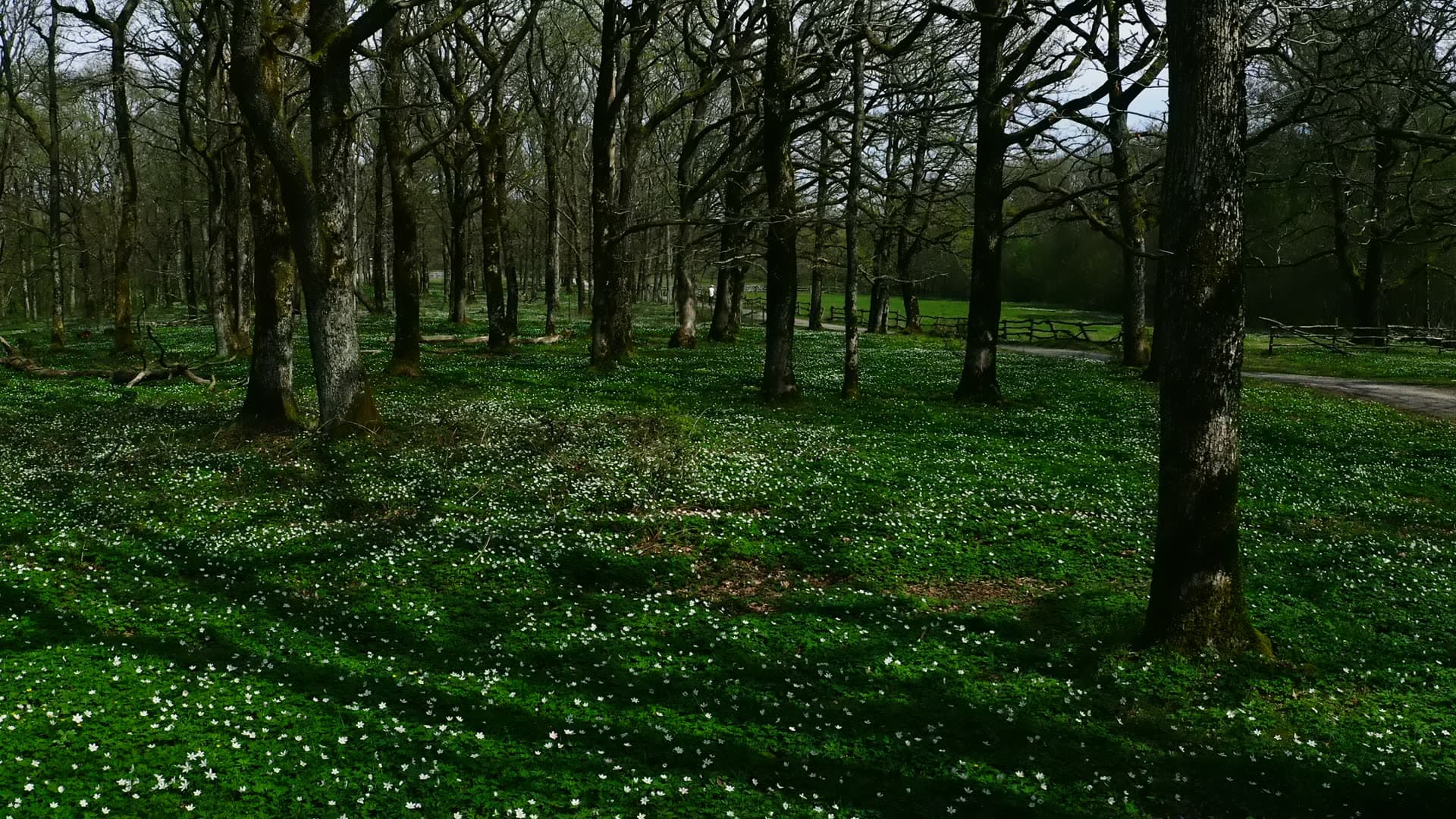 Wood anemones under bare oaks by a fence, Jomfruland, Norway