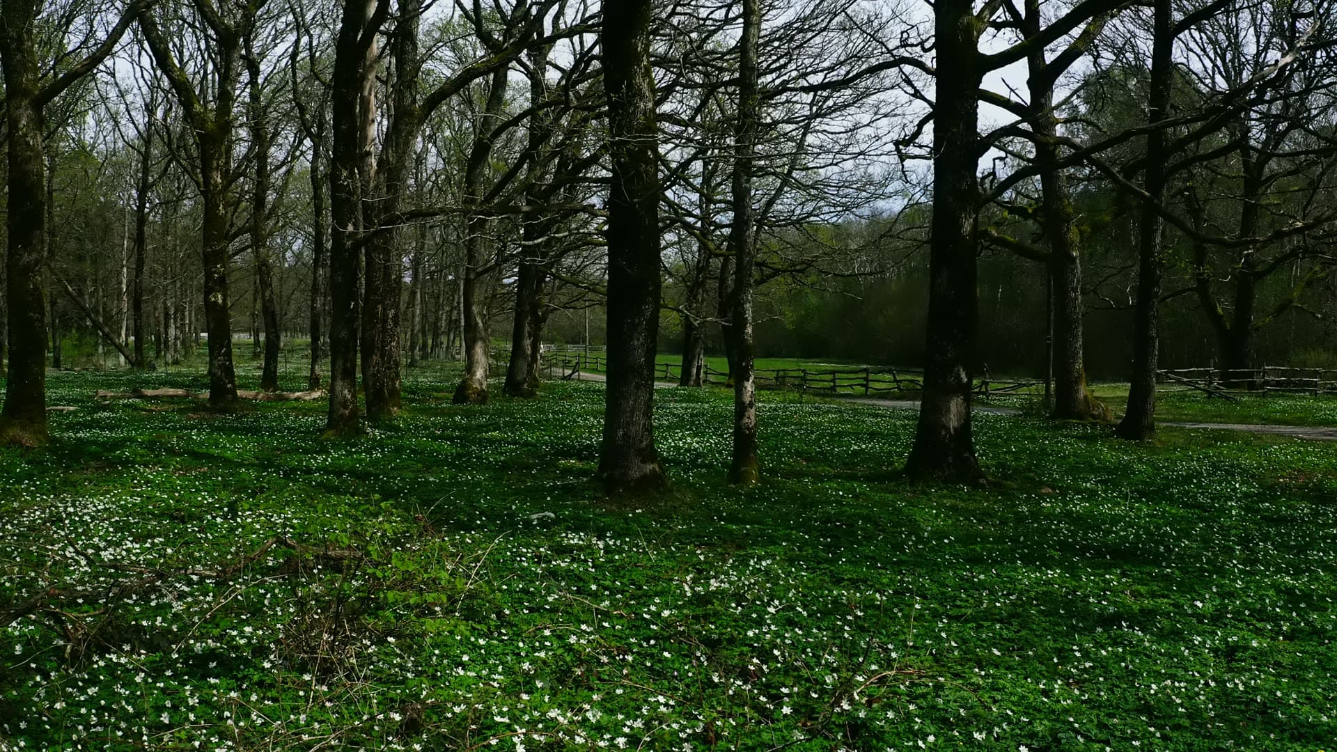 Wood anemones under bare oaks by a wooden fence, Jomfruland, Norway
