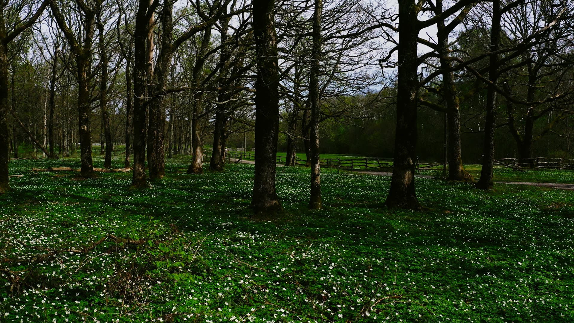 Wood anemones under bare oaks by fence, Jomfruland, Norway