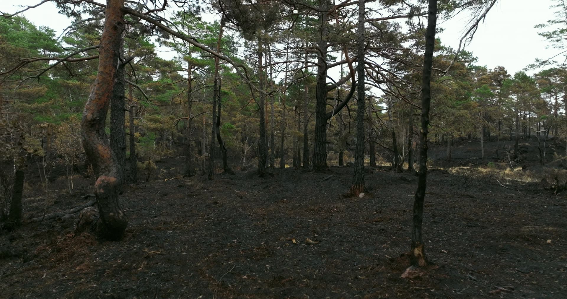 Charred pine trunks and burnt ground after fire, Støleheia, Norway