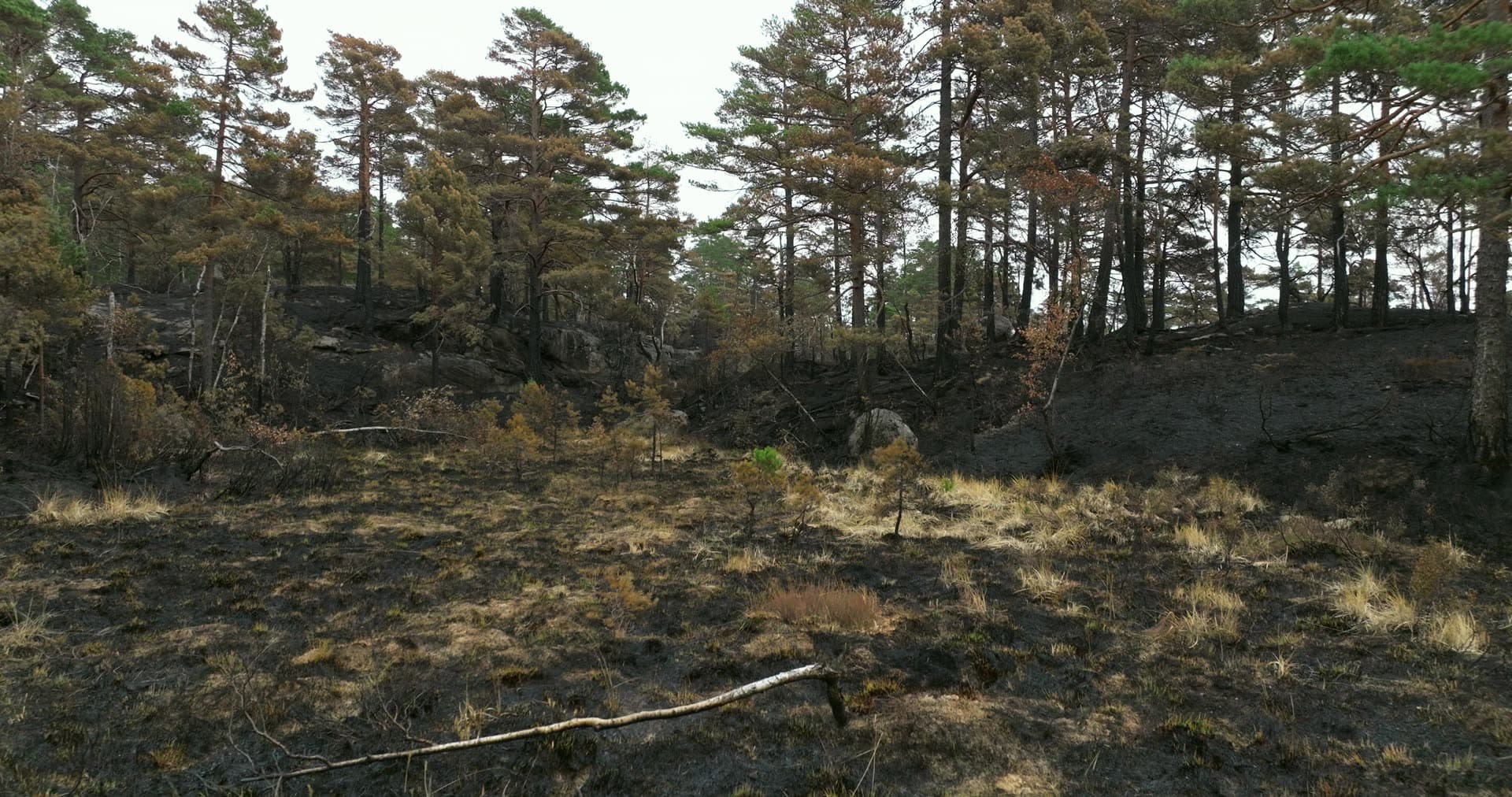 Burnt ground and scorched pine forest, Støleheia, Norway