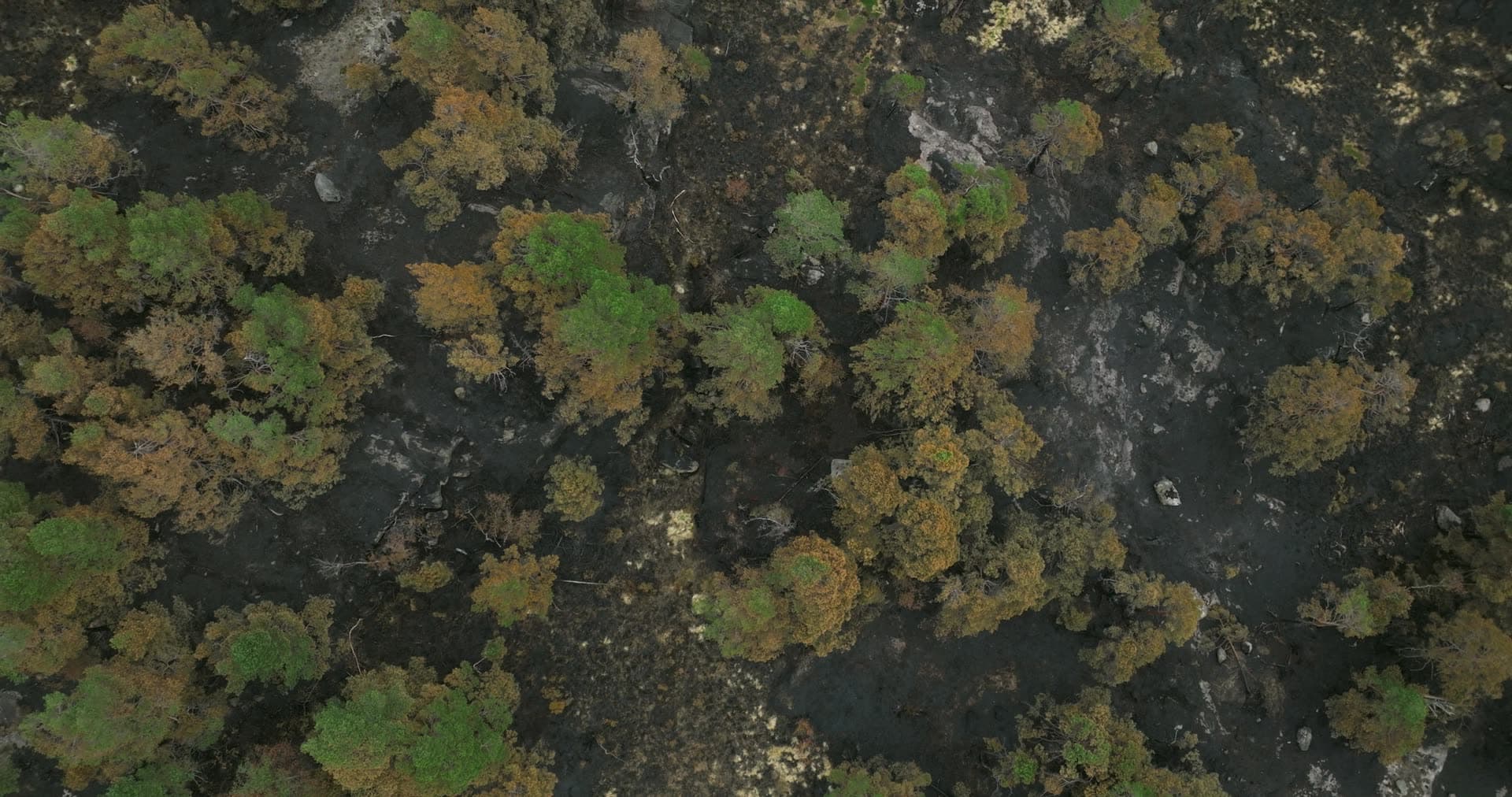 Scorched forest floor and singed pines, Støleheia, Norway