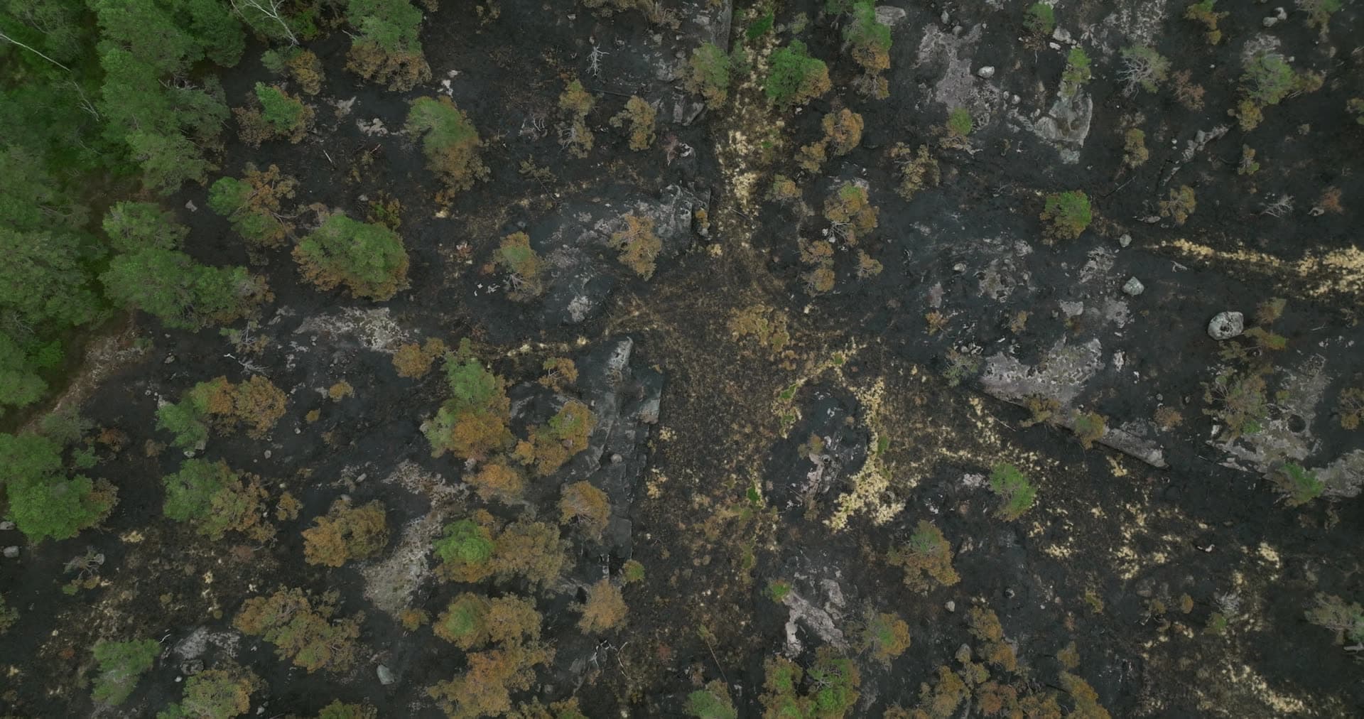 Burnt forest floor and scorched pines on bedrock, Støleheia, Norway