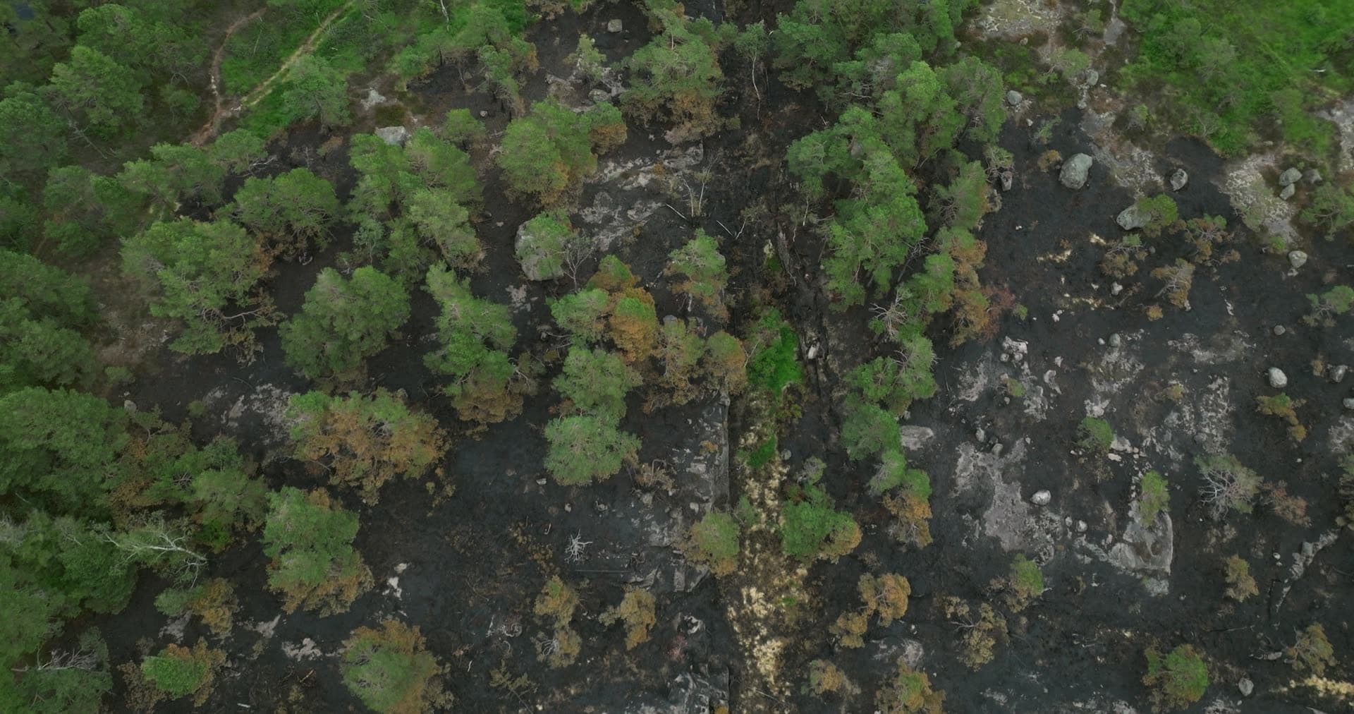 Wildfire-burnt pine forest and rocky lake shore, Støleheia, Norway