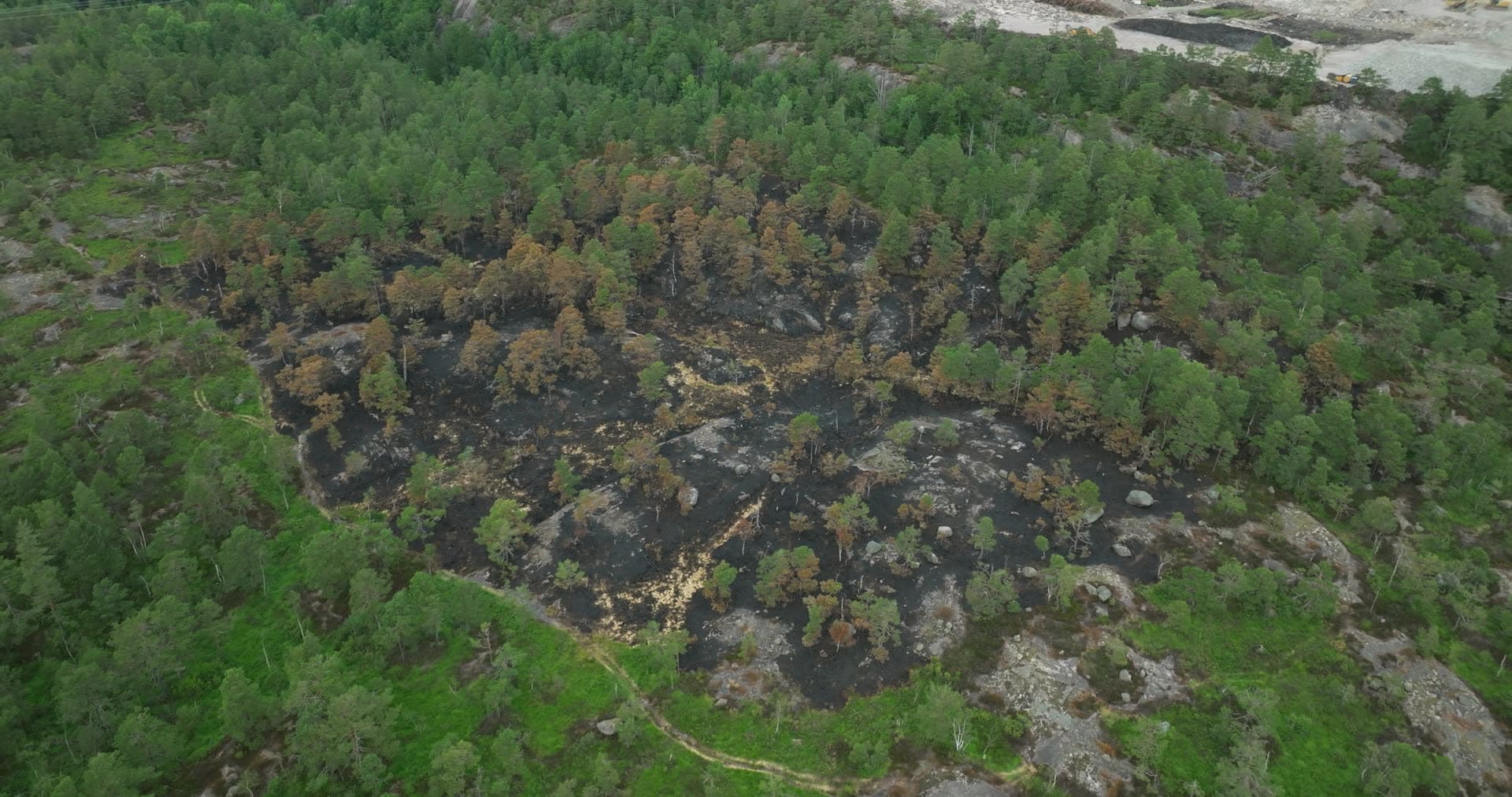 Wildfire burn scar with scorched pines, Støleheia, Norway
