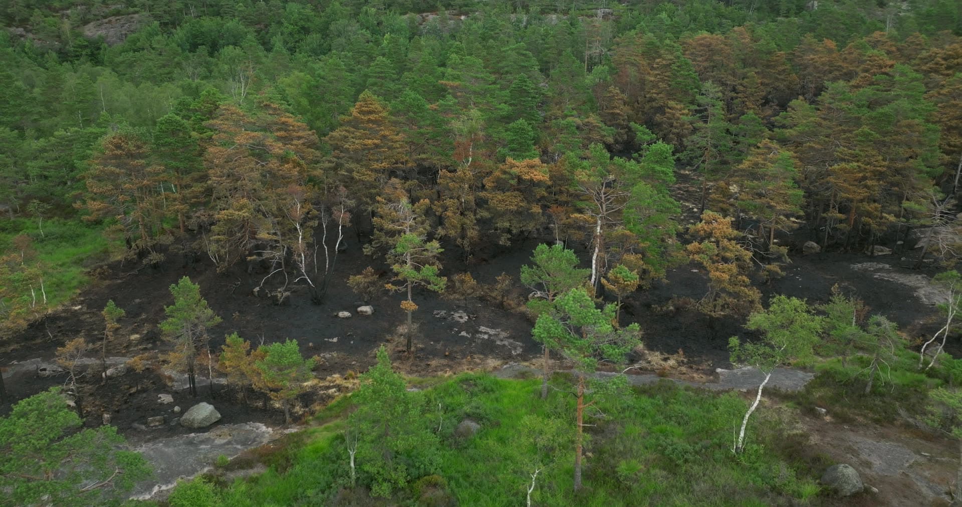 Wildfire burn scar edge with scorched pines, Støleheia, Norway