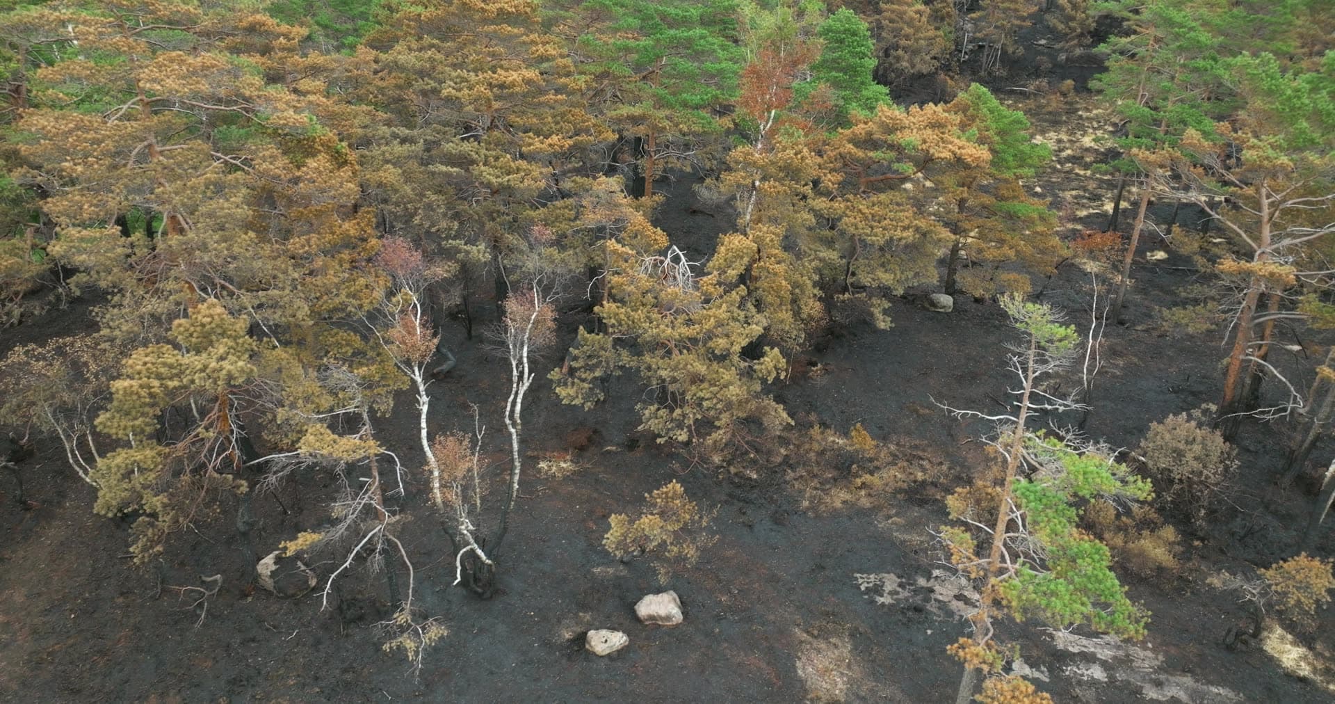 Scorched pine forest and blackened ground, Støleheia, Norway