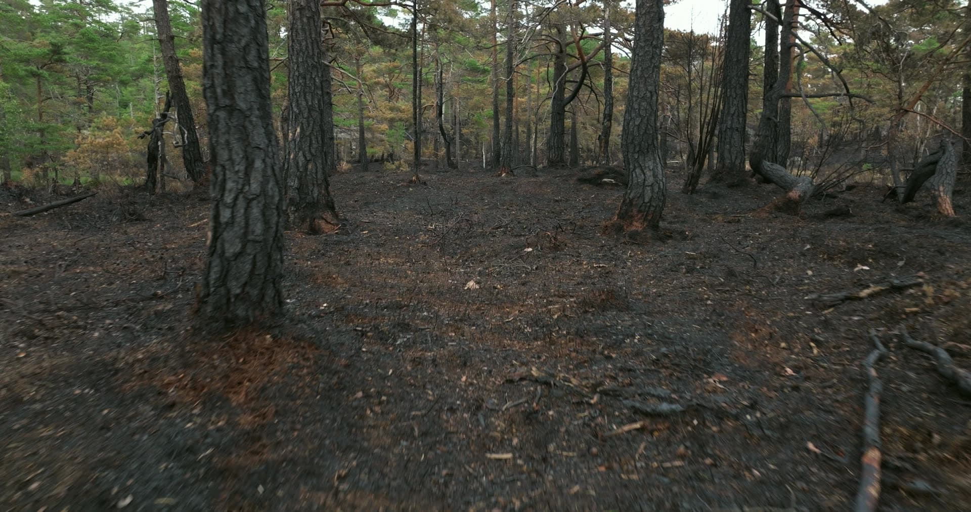 Charred pine trunks and burnt ground, Støleheia, Norway