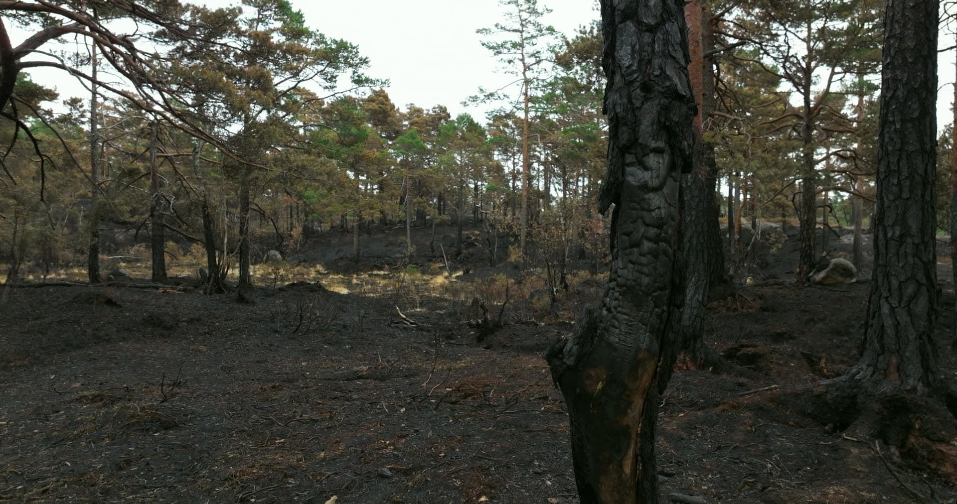 Charred pine trunks and burnt ground, Støleheia, Norway
