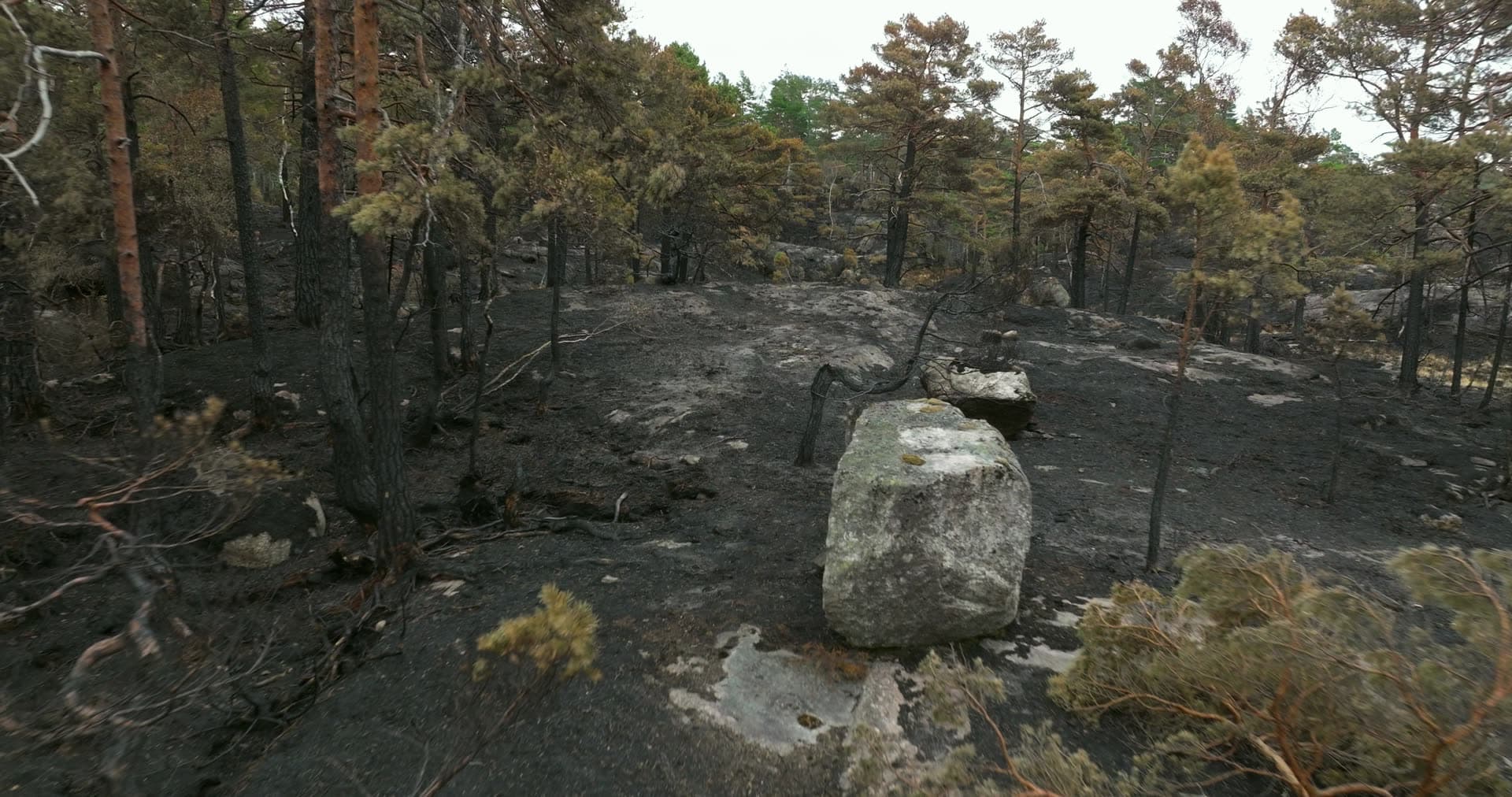 Charred pine forest floor and bare rock, Støleheia, Norway
