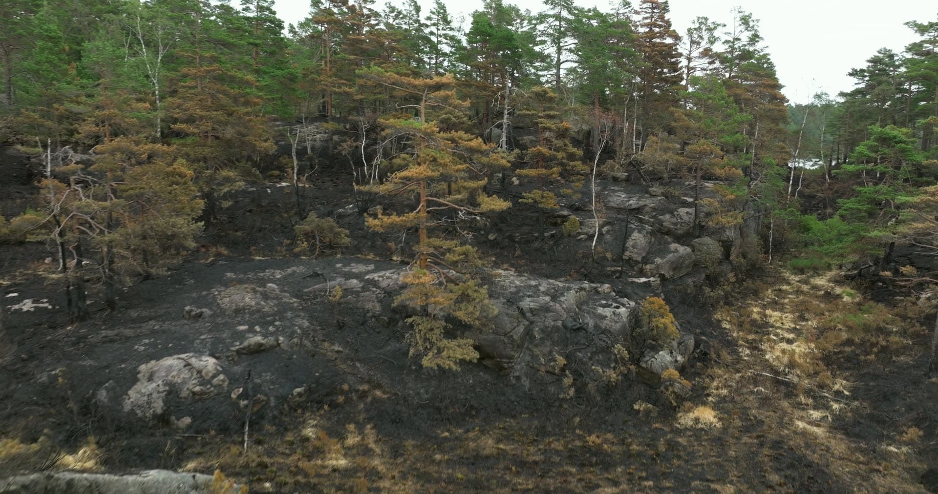 Fire-scorched pine forest on blackened rock, Støleheia, Norway