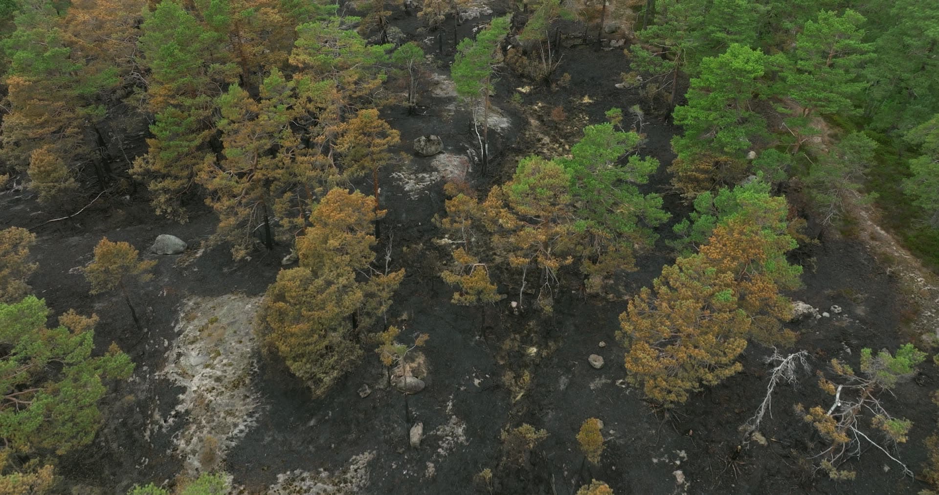 Charred ground and scorched pines after wildfire, Støleheia, Norway
