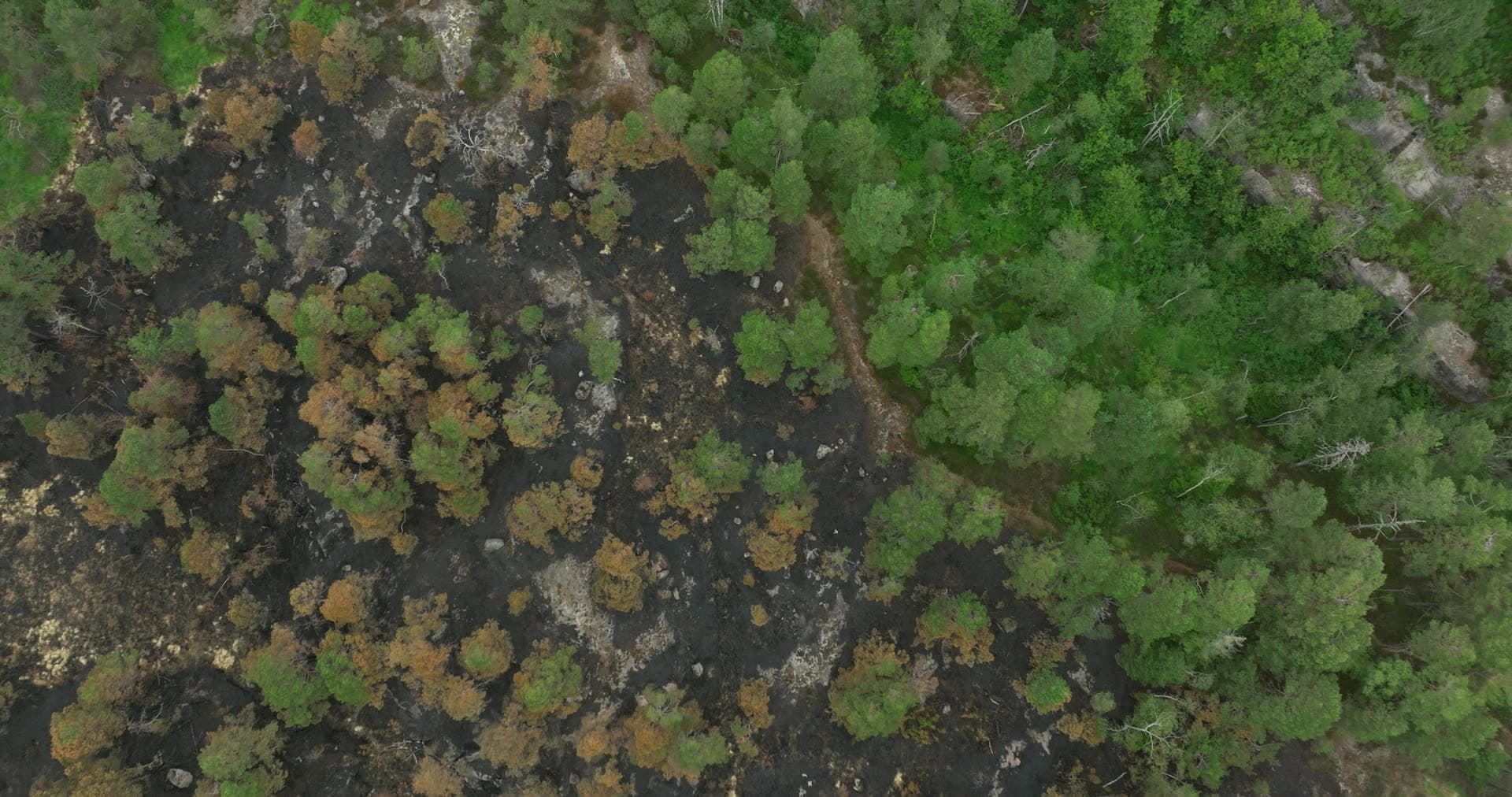 Wildfire burn edge meeting green pines, Støleheia, Norway
