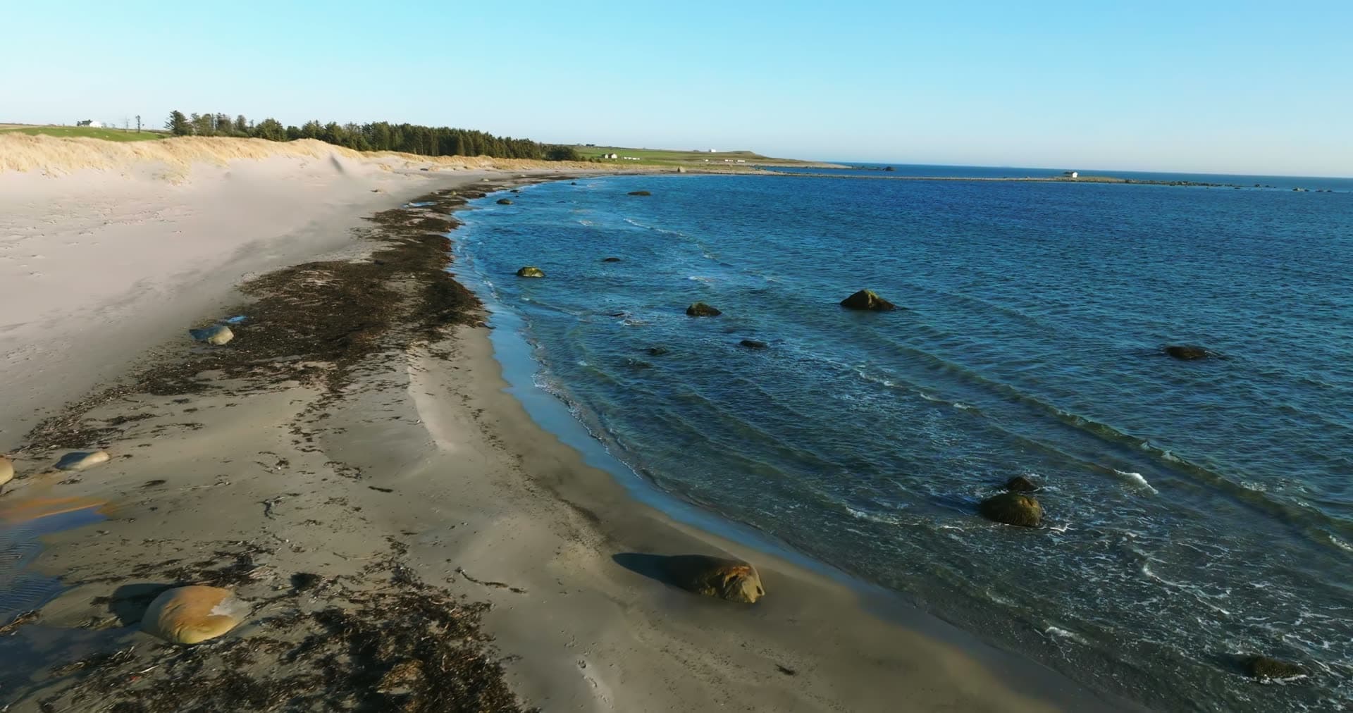 Seaweed line on sandy beach with dunes, Vestbygd, Norway