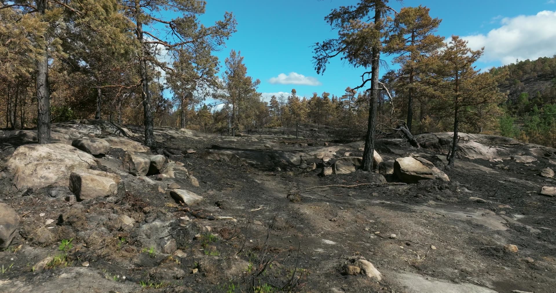 Charred pines and fire-blackened bedrock, Vestøl, Norway
